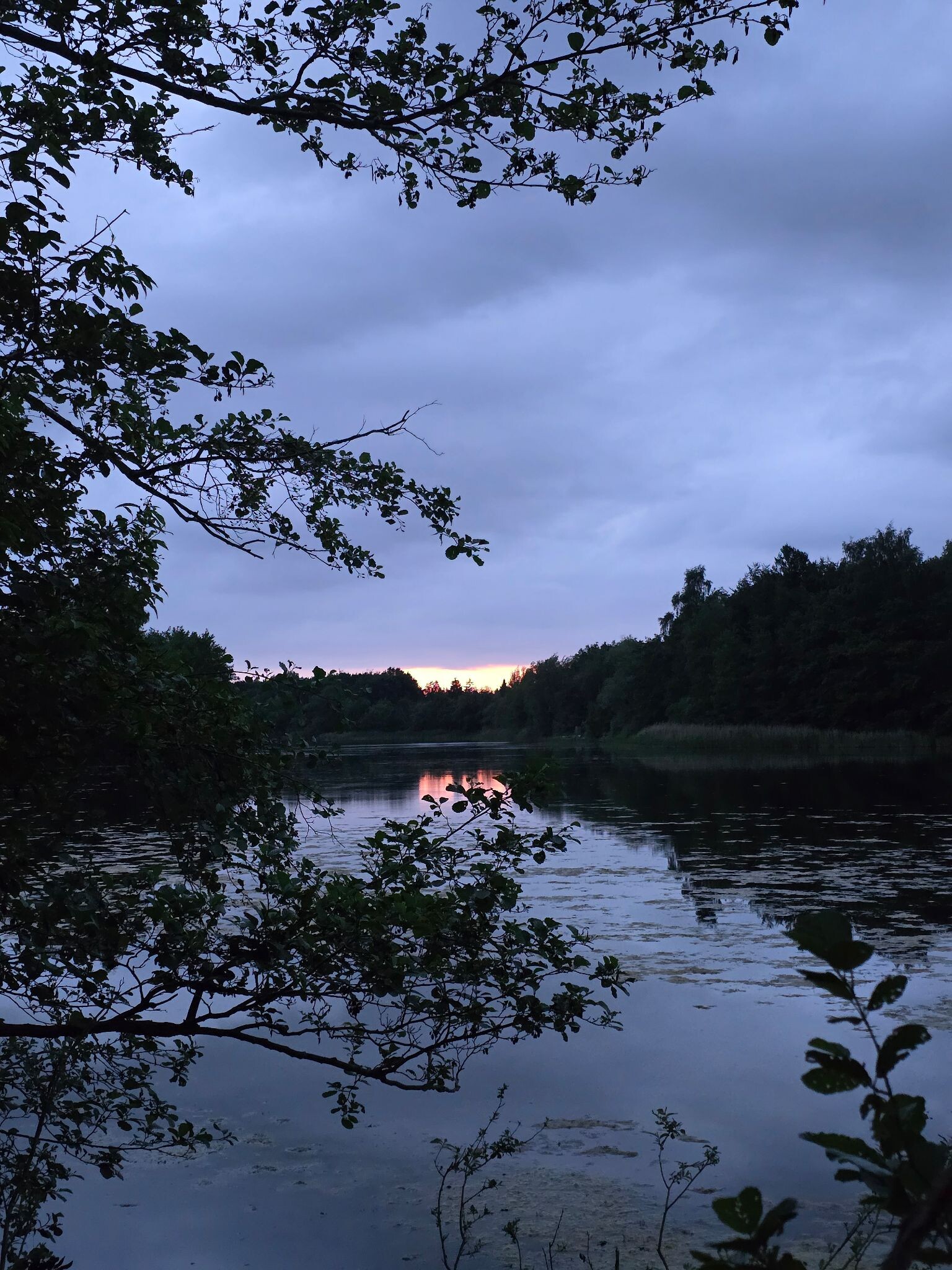 Avond wandeling wildspotten Kuinderbos