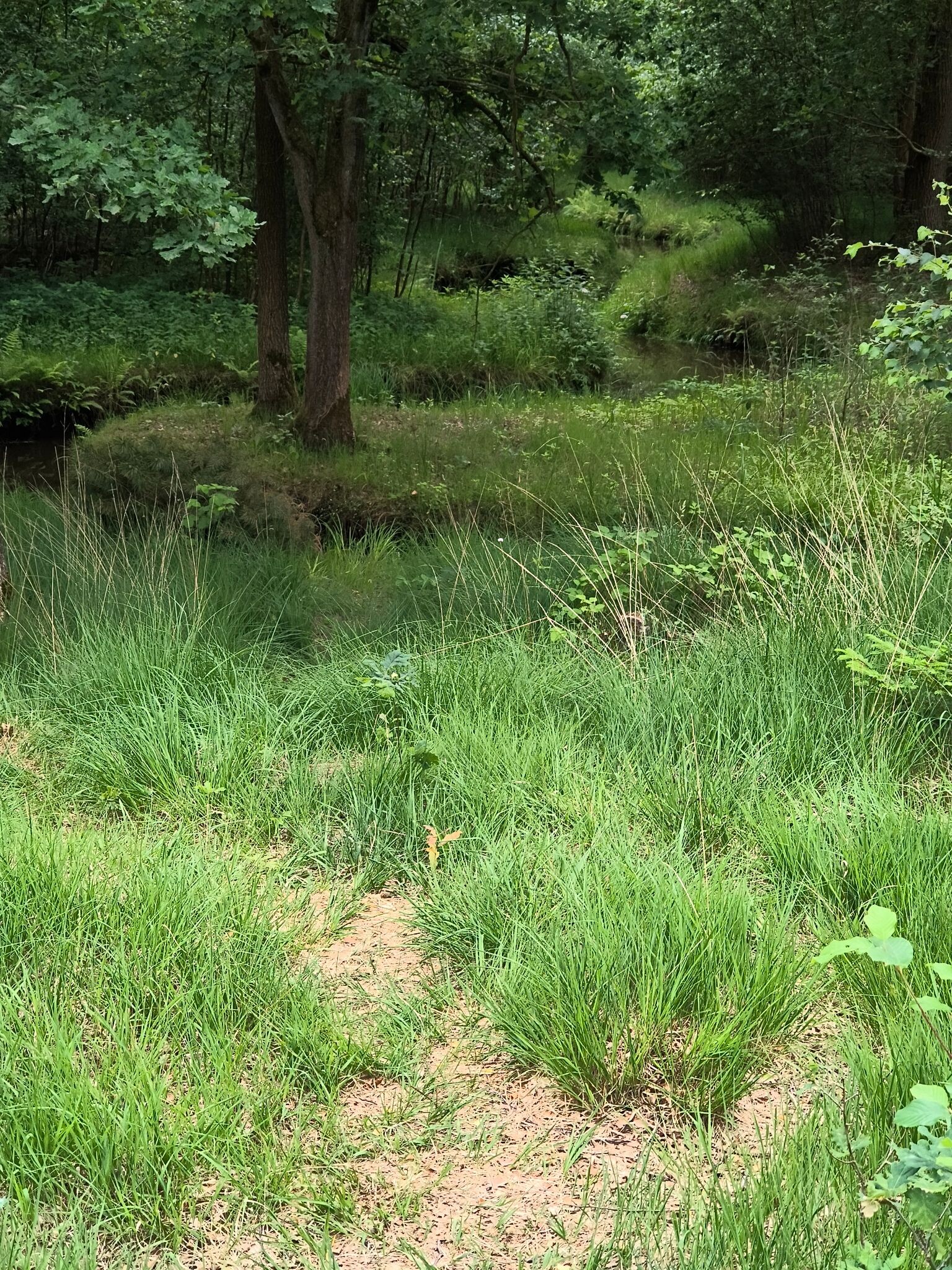 Wandelroute Lammervennen