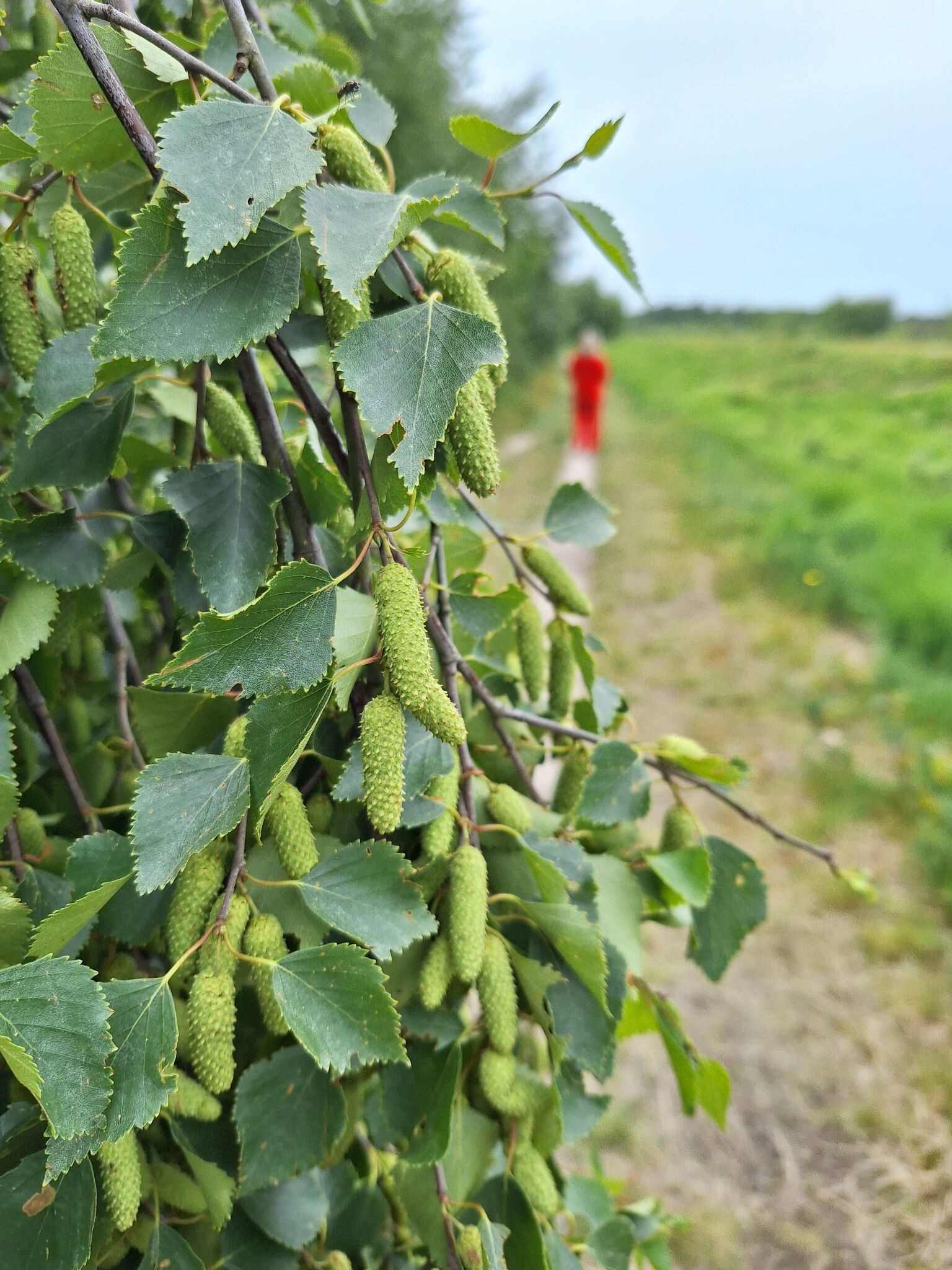 Barger-Oosterveld naar Nieuw-Schoonebeek "Het moeras" · NederRandpad etappe 4