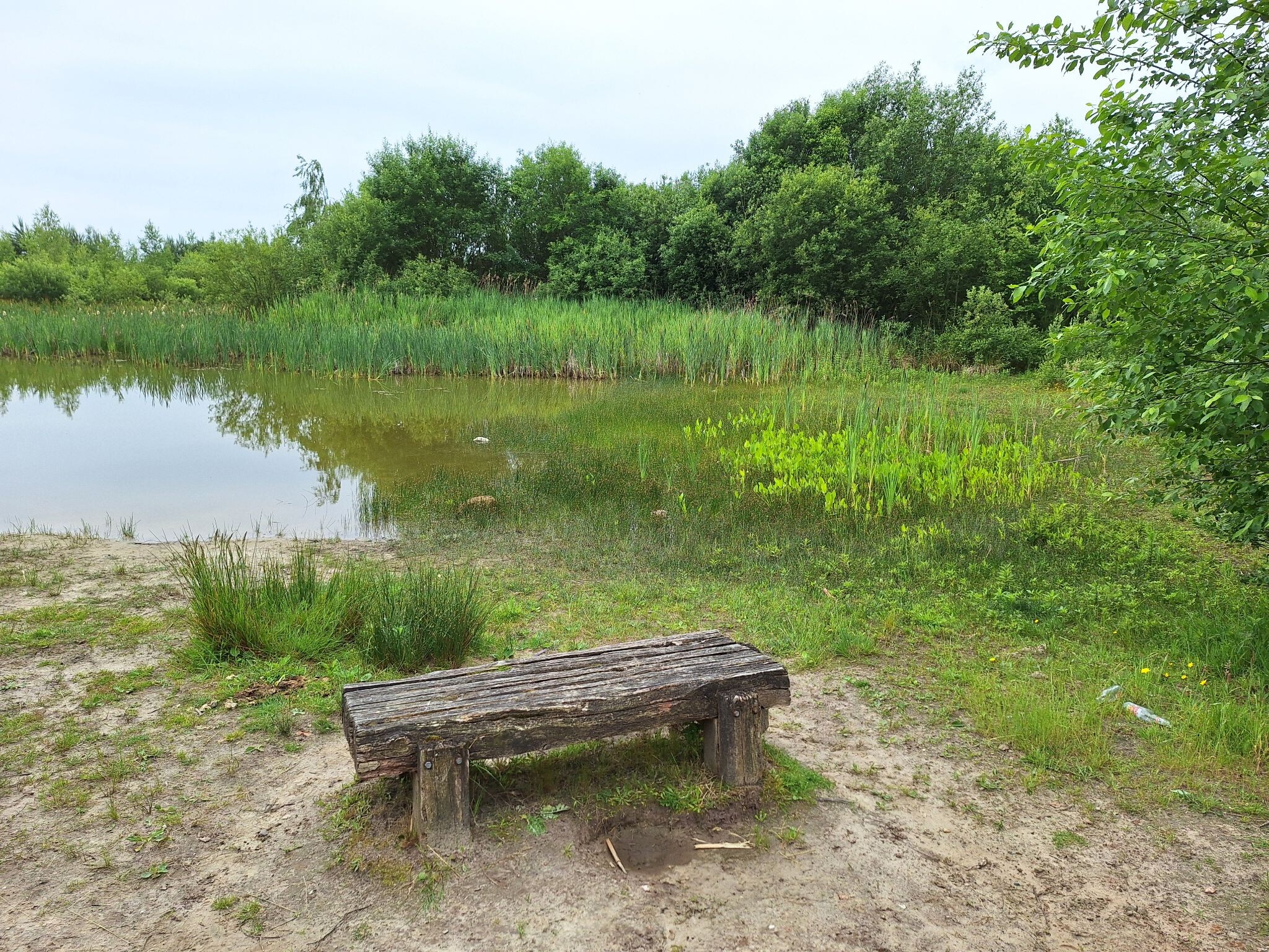 Barger-Oosterveld naar Nieuw-Schoonebeek "Het moeras" · NederRandpad etappe 4