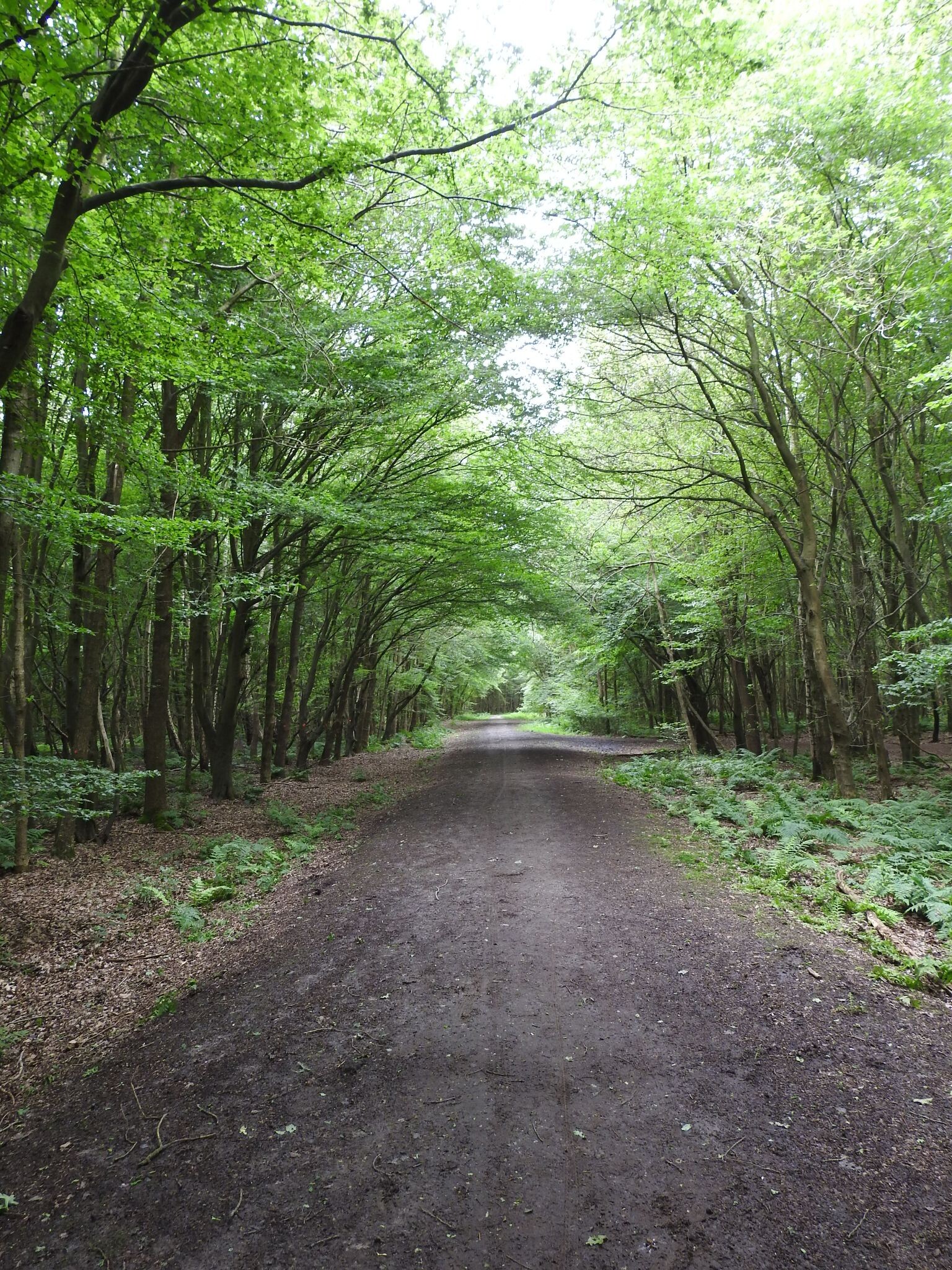 Klazienaveen - Emmen · Hondsrugpad/Hunenweg etappe 13