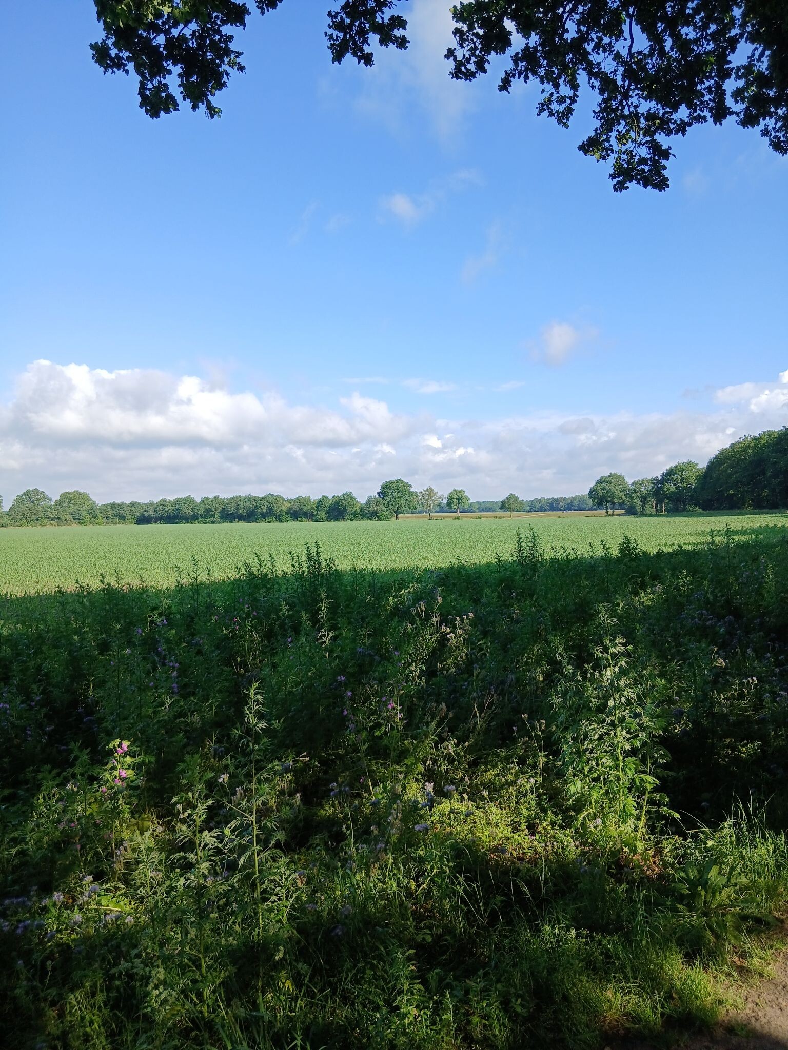 Rondje venray en geijsteren