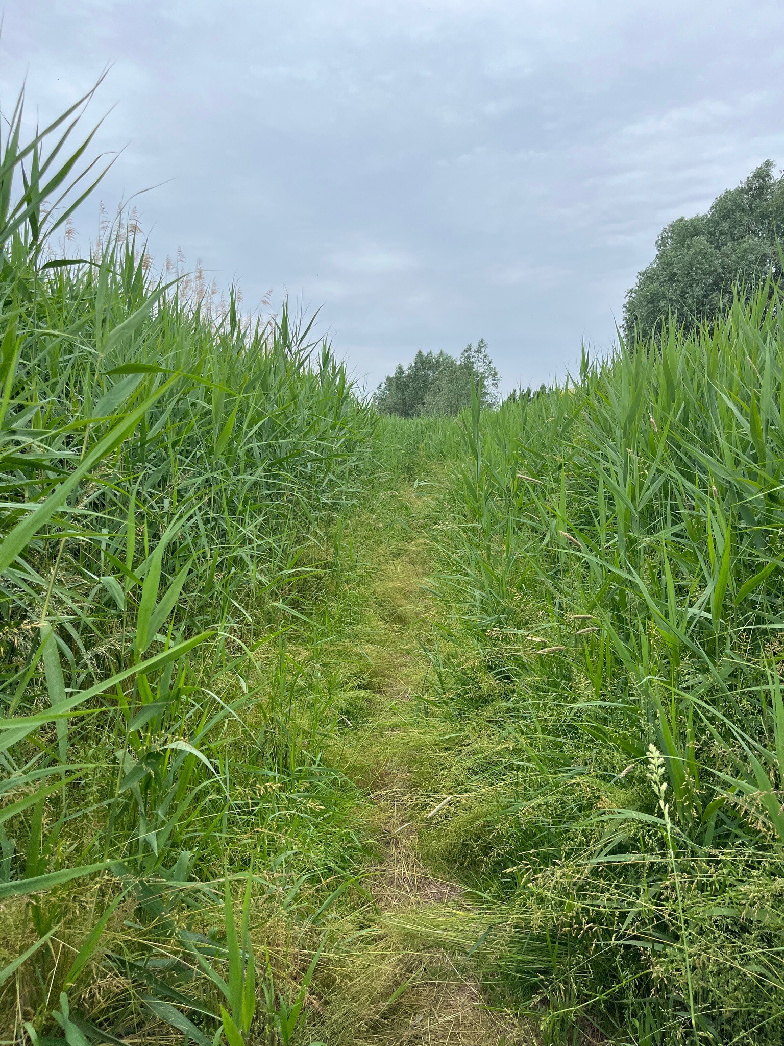Braamt - Millingen · Pieterpad etappe 16