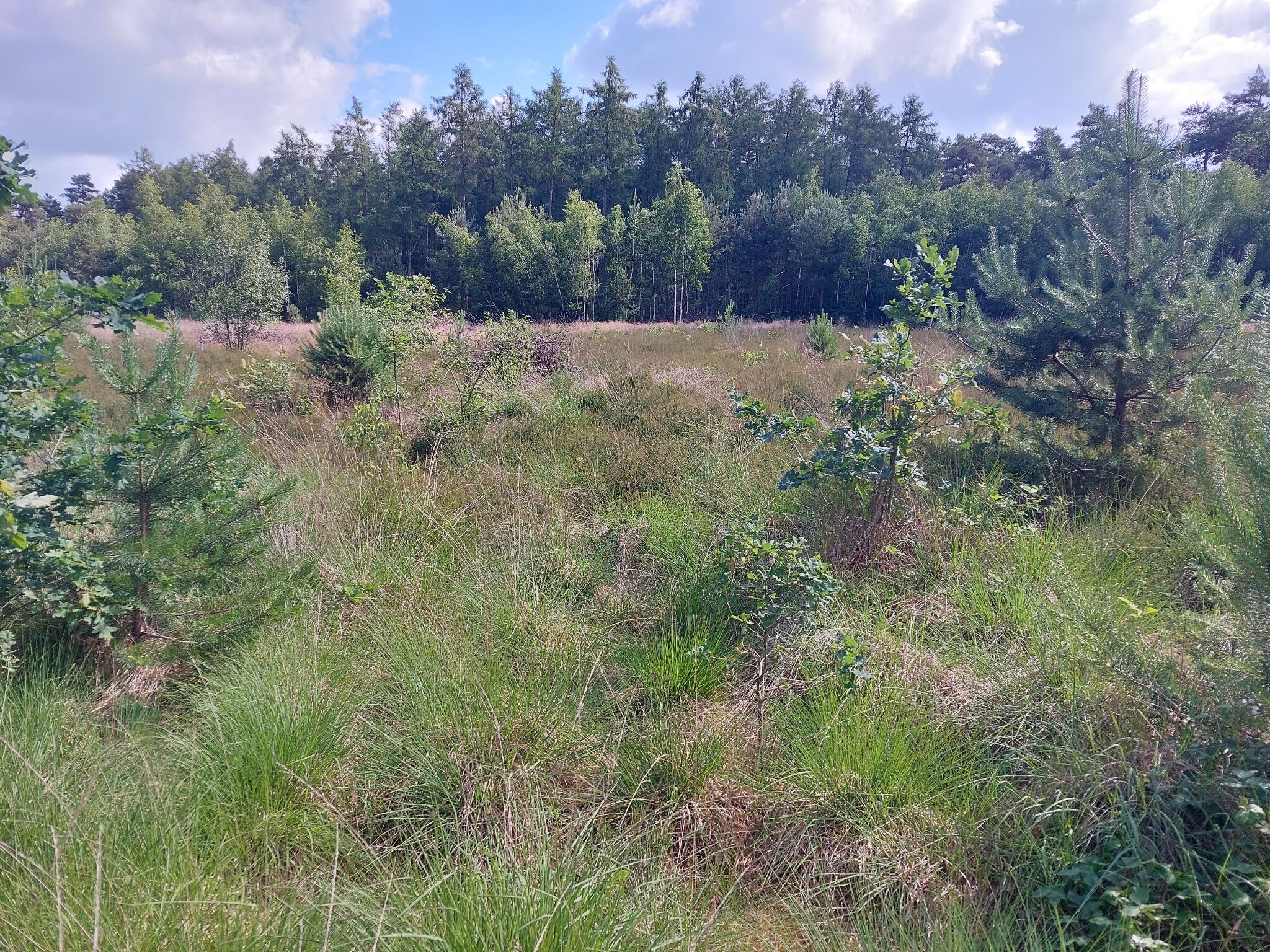 Luyksgestel naar Reusel - "Halfweg" · NederRandpad etappe 42
