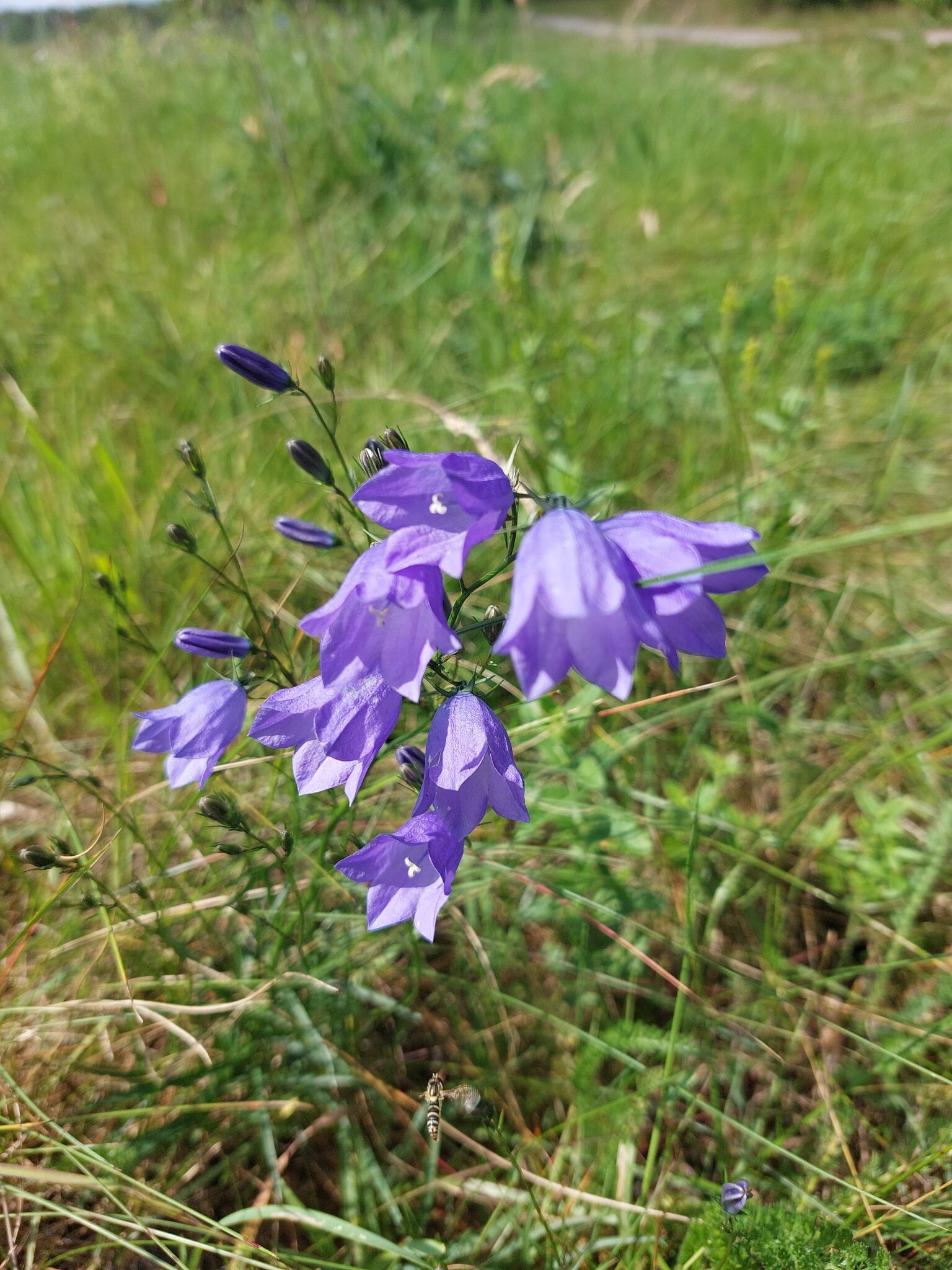 Grenspark wandeling.