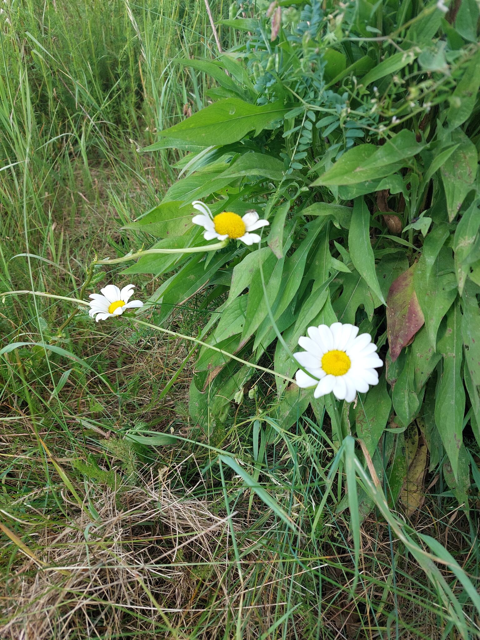 Grenspark wandeling.