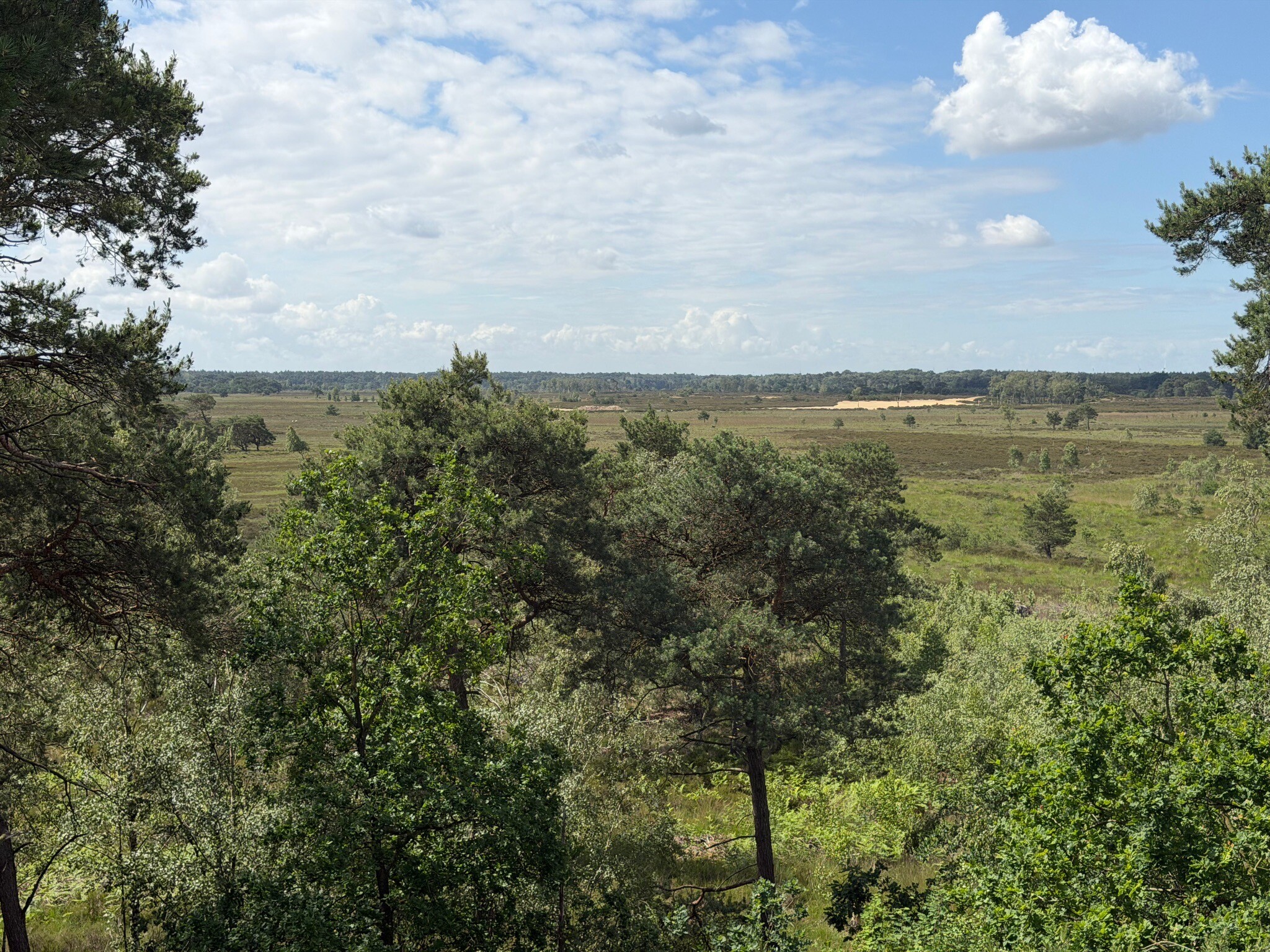 Kalmthoutse Heide - Duin