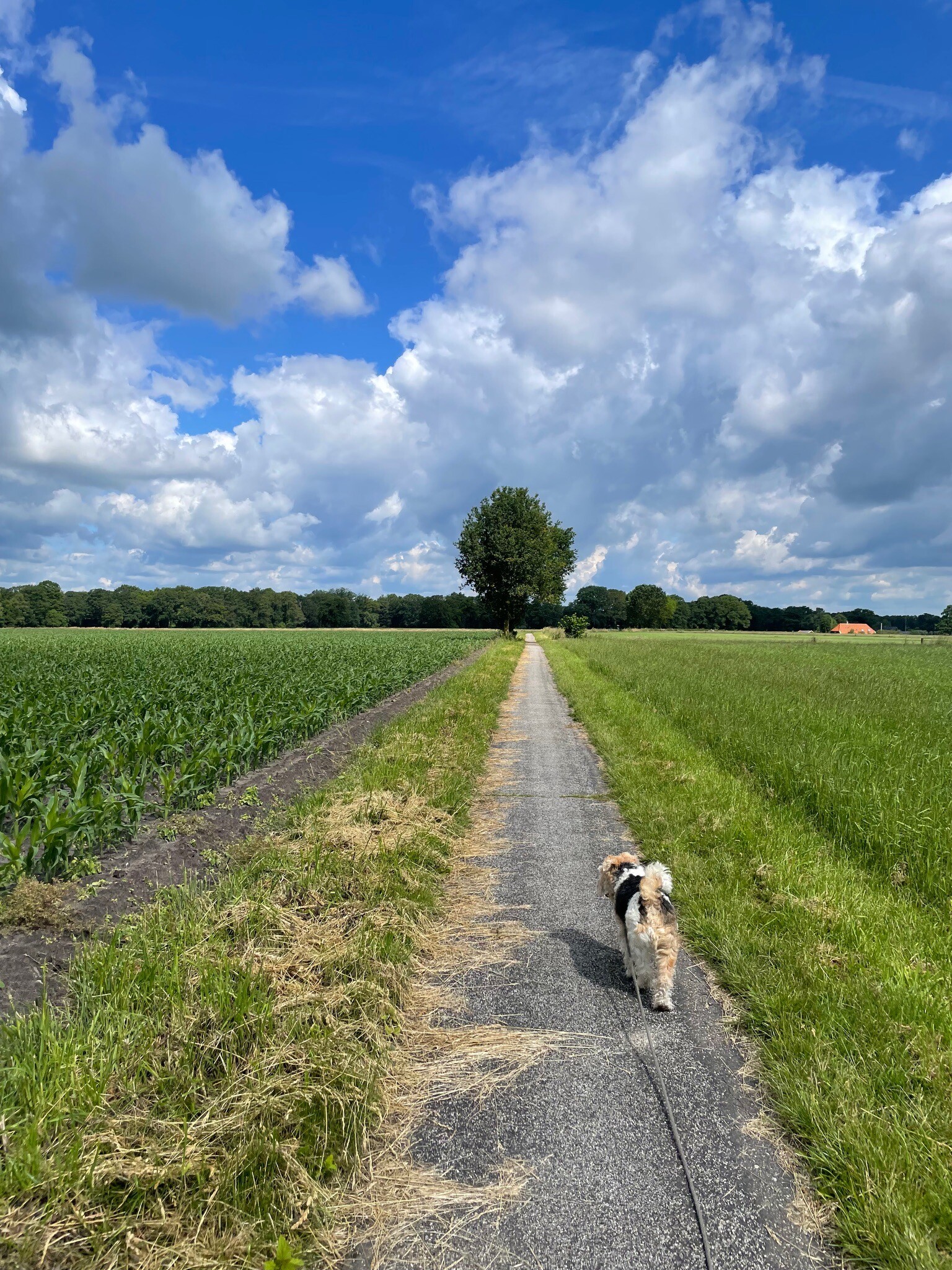 Bentelo - Blauw