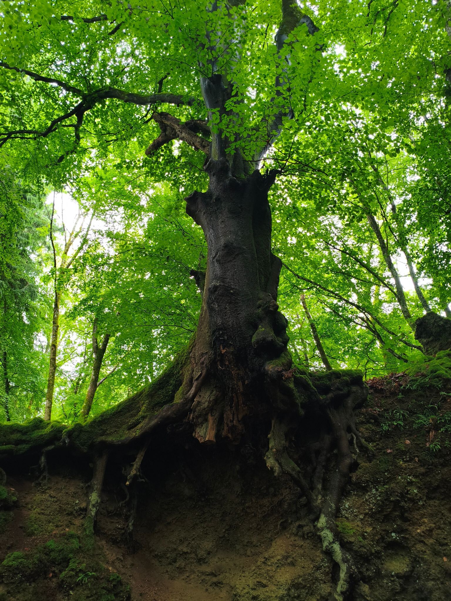 Natur- und Geopark Vulkaneifel