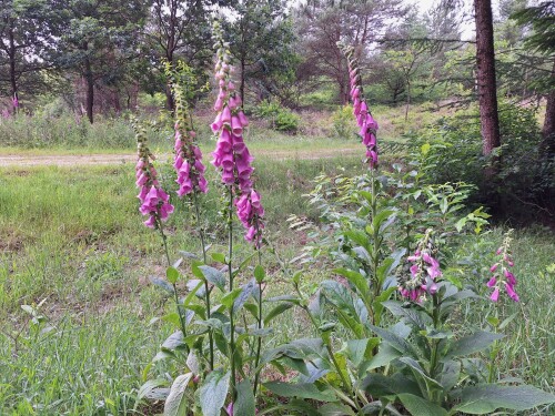 Wandelroute Bospad