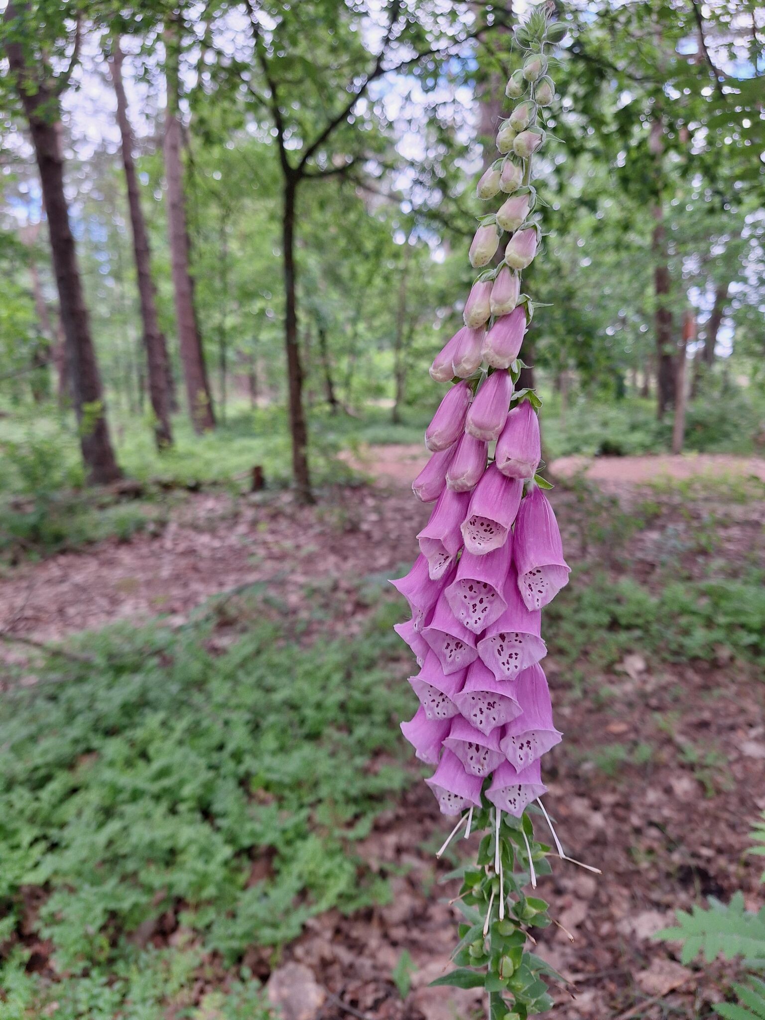 Wandelroute Bospad