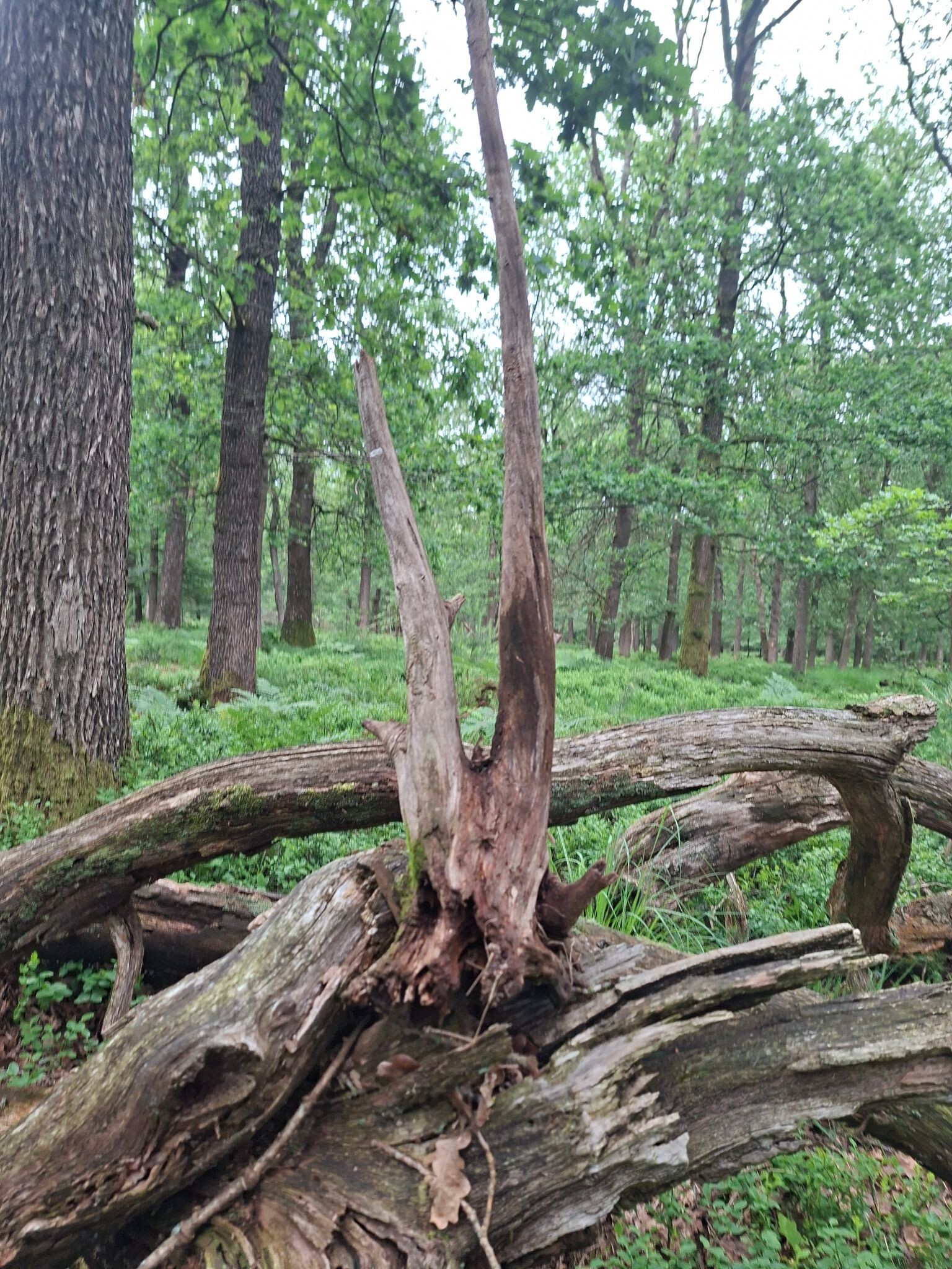 Achter echoput