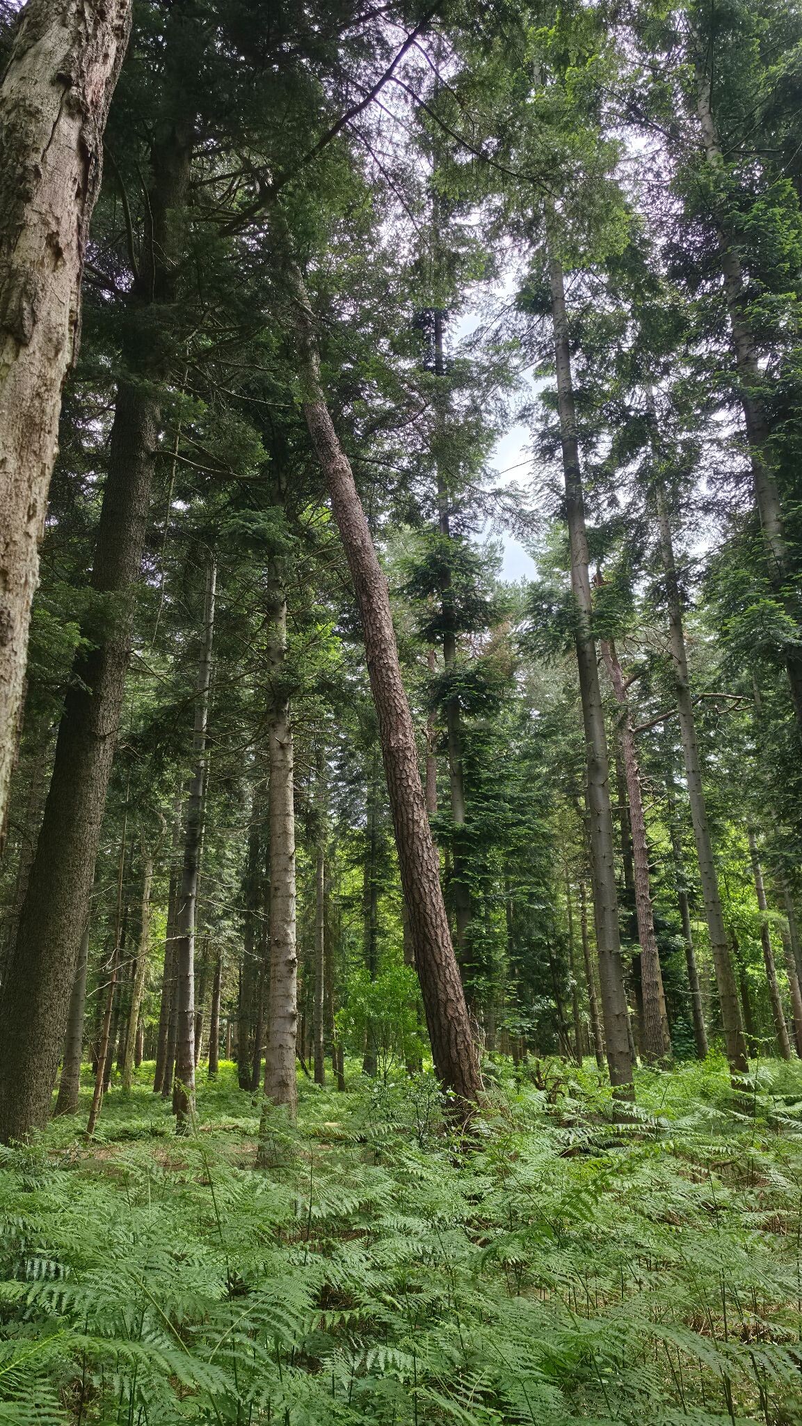 Wolvega-Akkrum  · Liberation route etappe 1