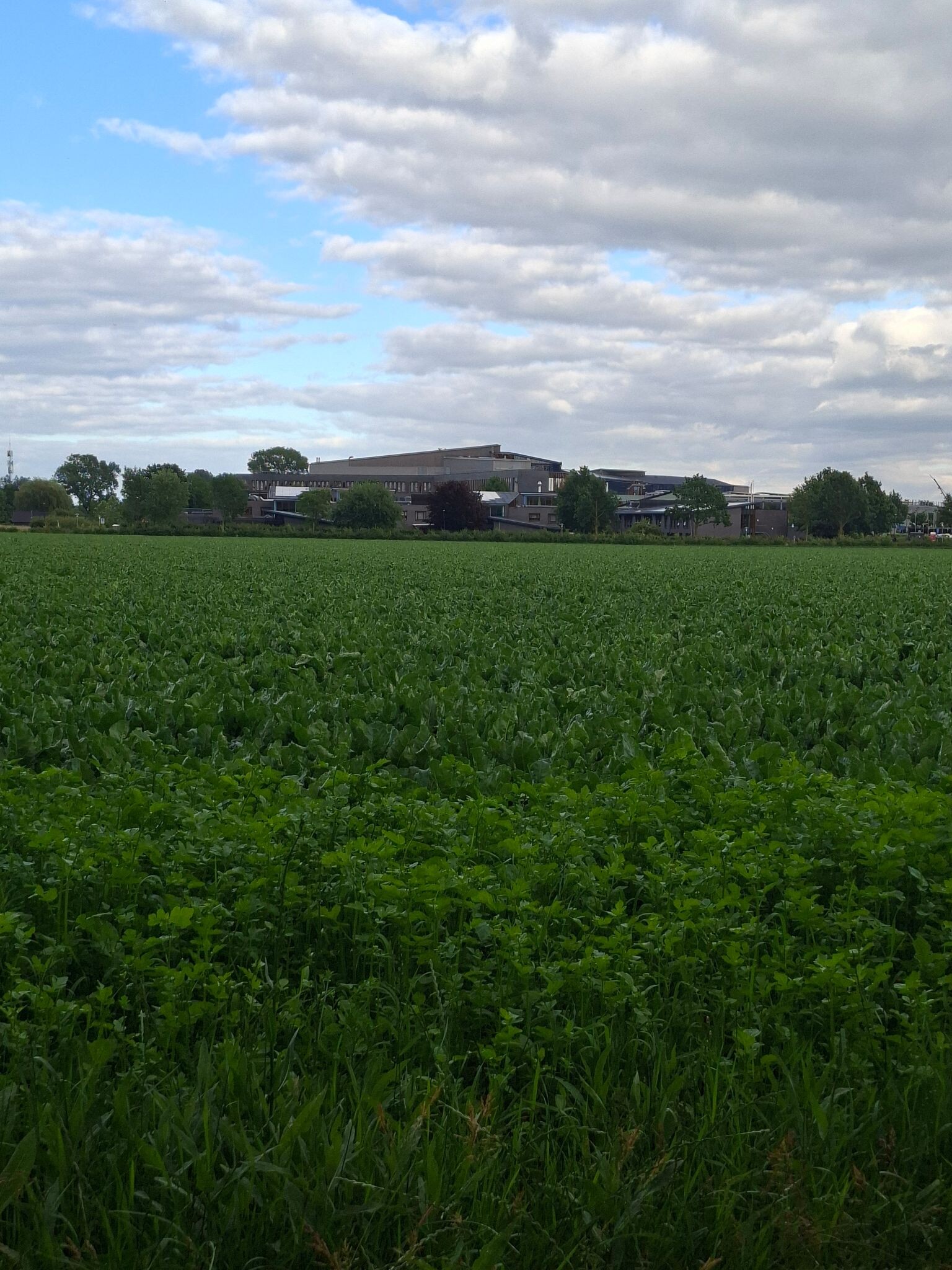 Rielerenk - Blauw