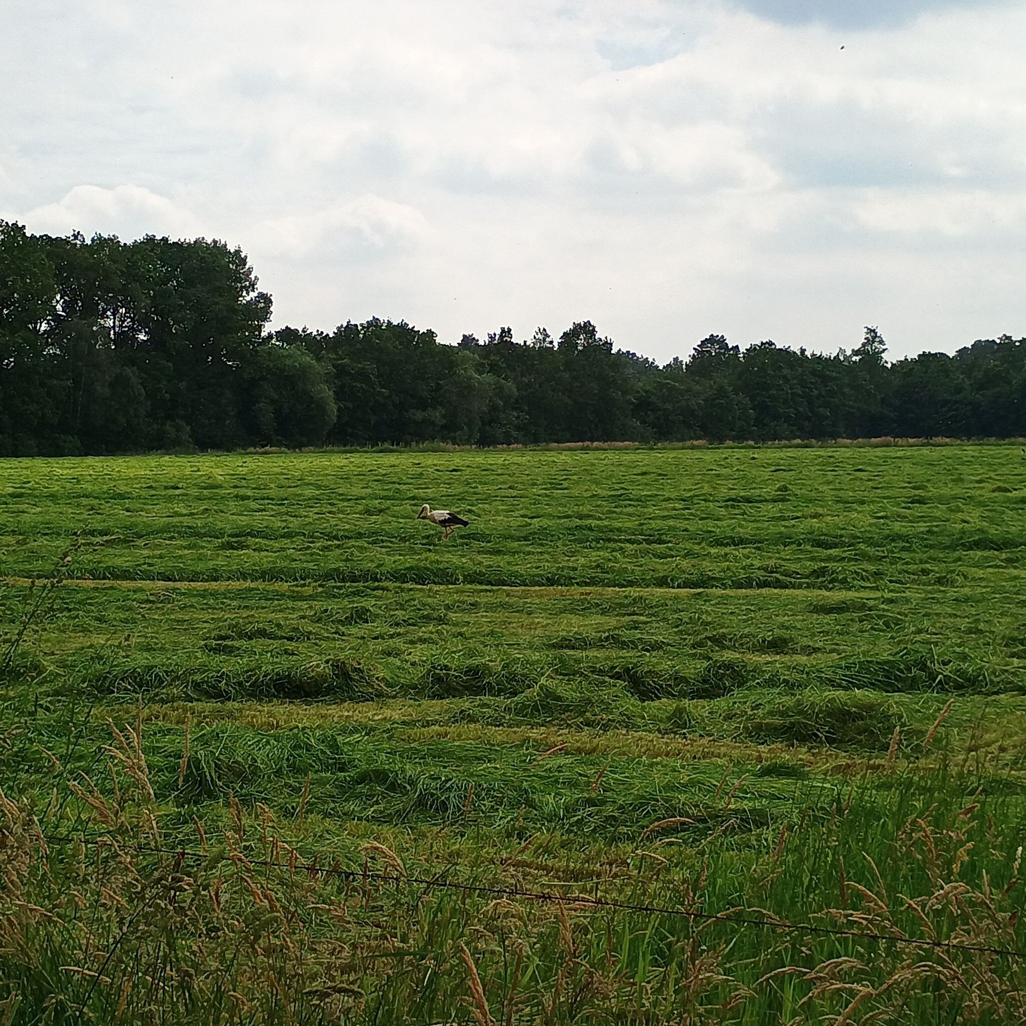 Lunten