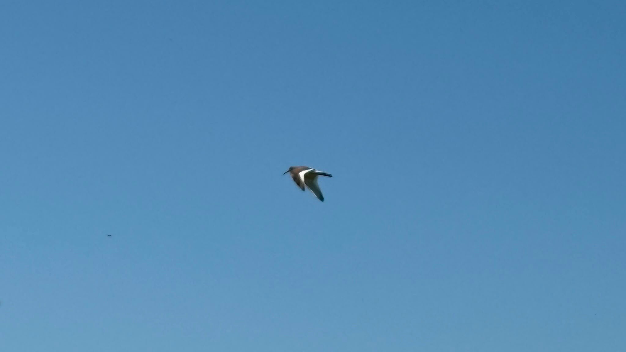 Oosterscheldepad