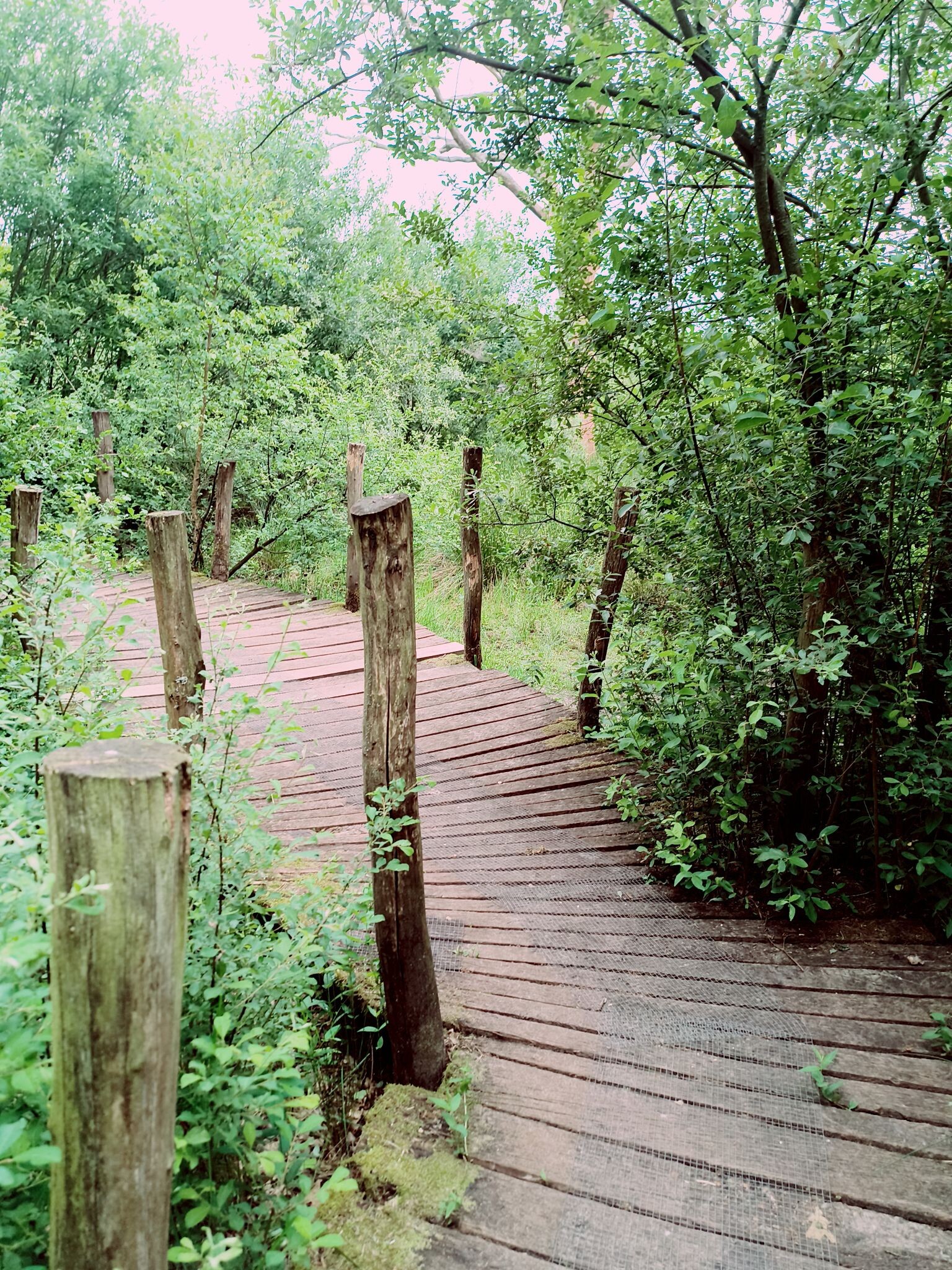 Drents-Friese Wold