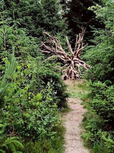 CP Kale Duinen-Aekingerzand-spartelvijver 7,4km