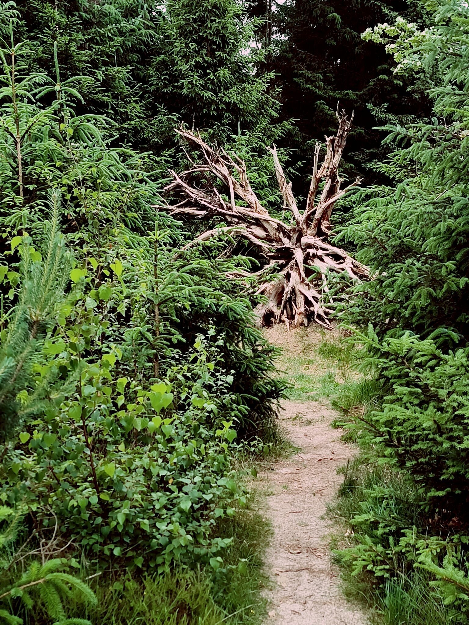 Drents-Friese Wold