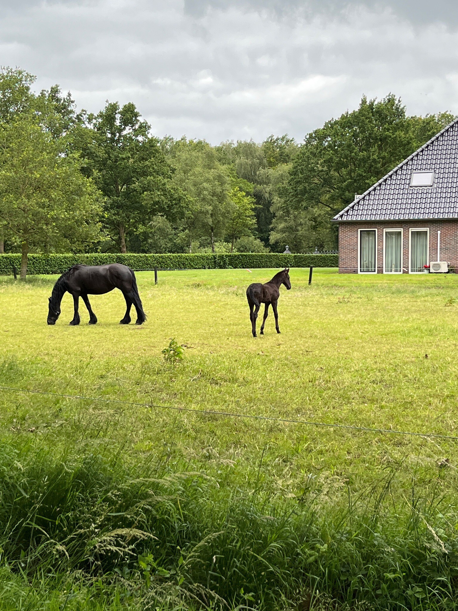 Pieterpad