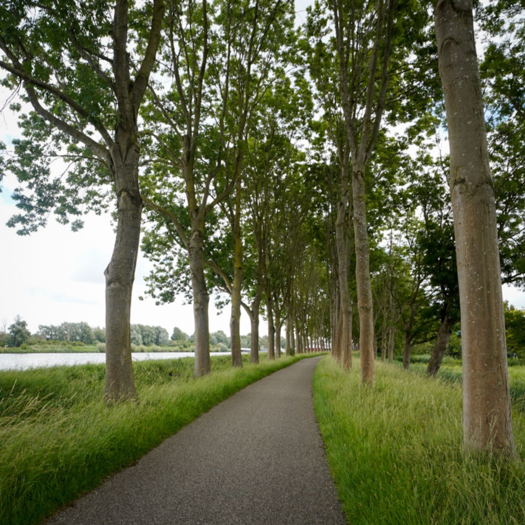 Trekvogelpad