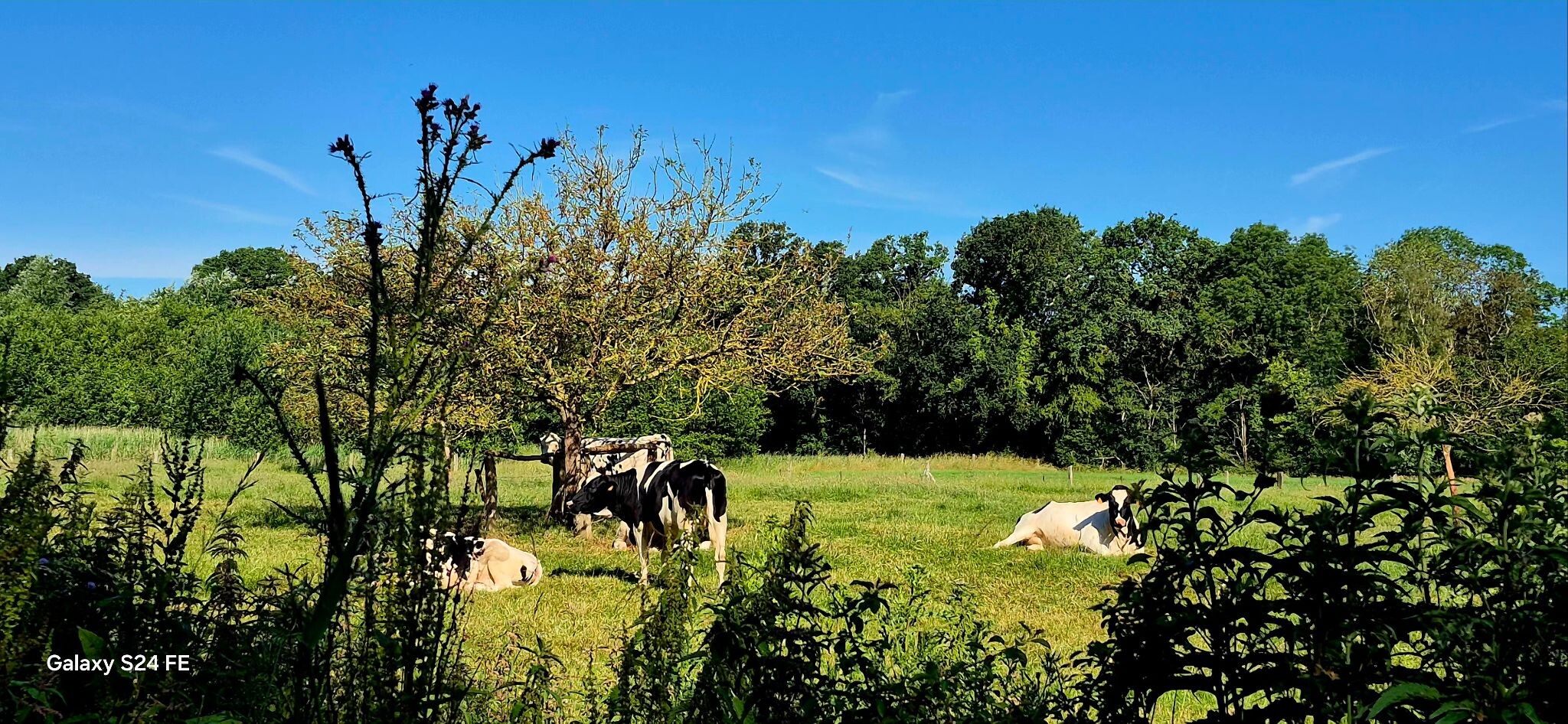 Lusje Vlamertinge