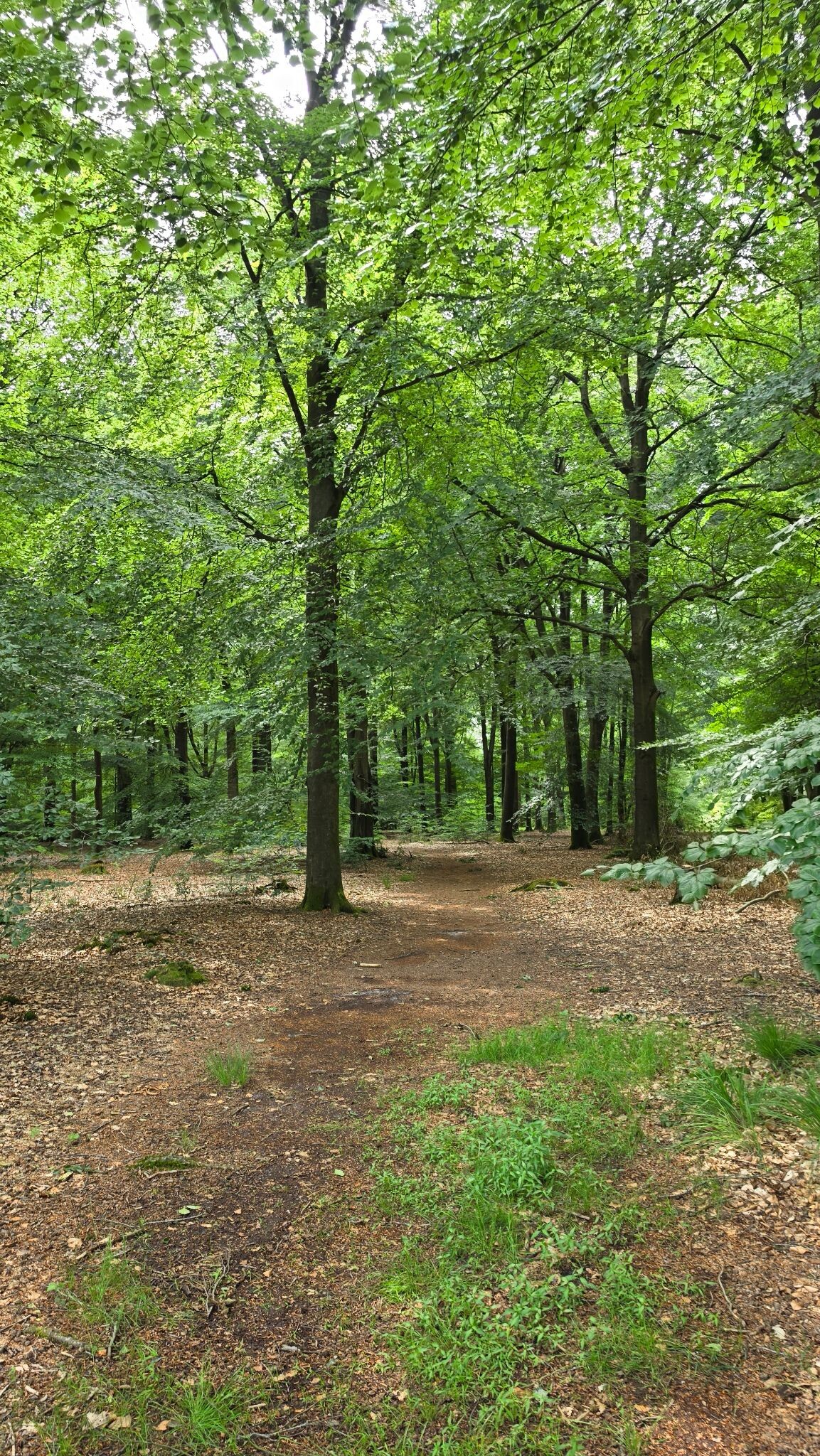 Bosbelevingsroute
