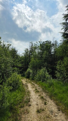 Bosbelevingsroute