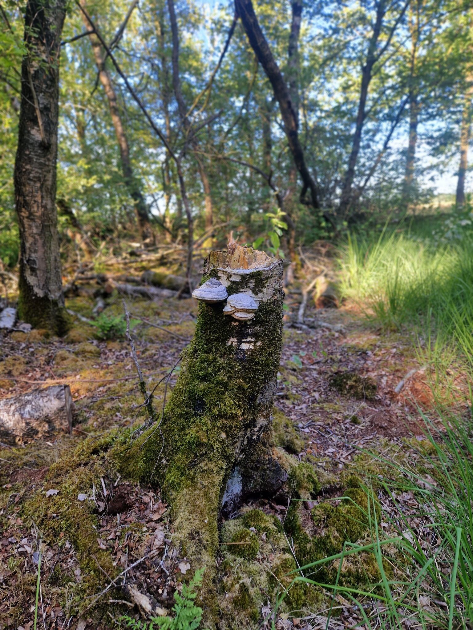 Engbertsdijksvenen