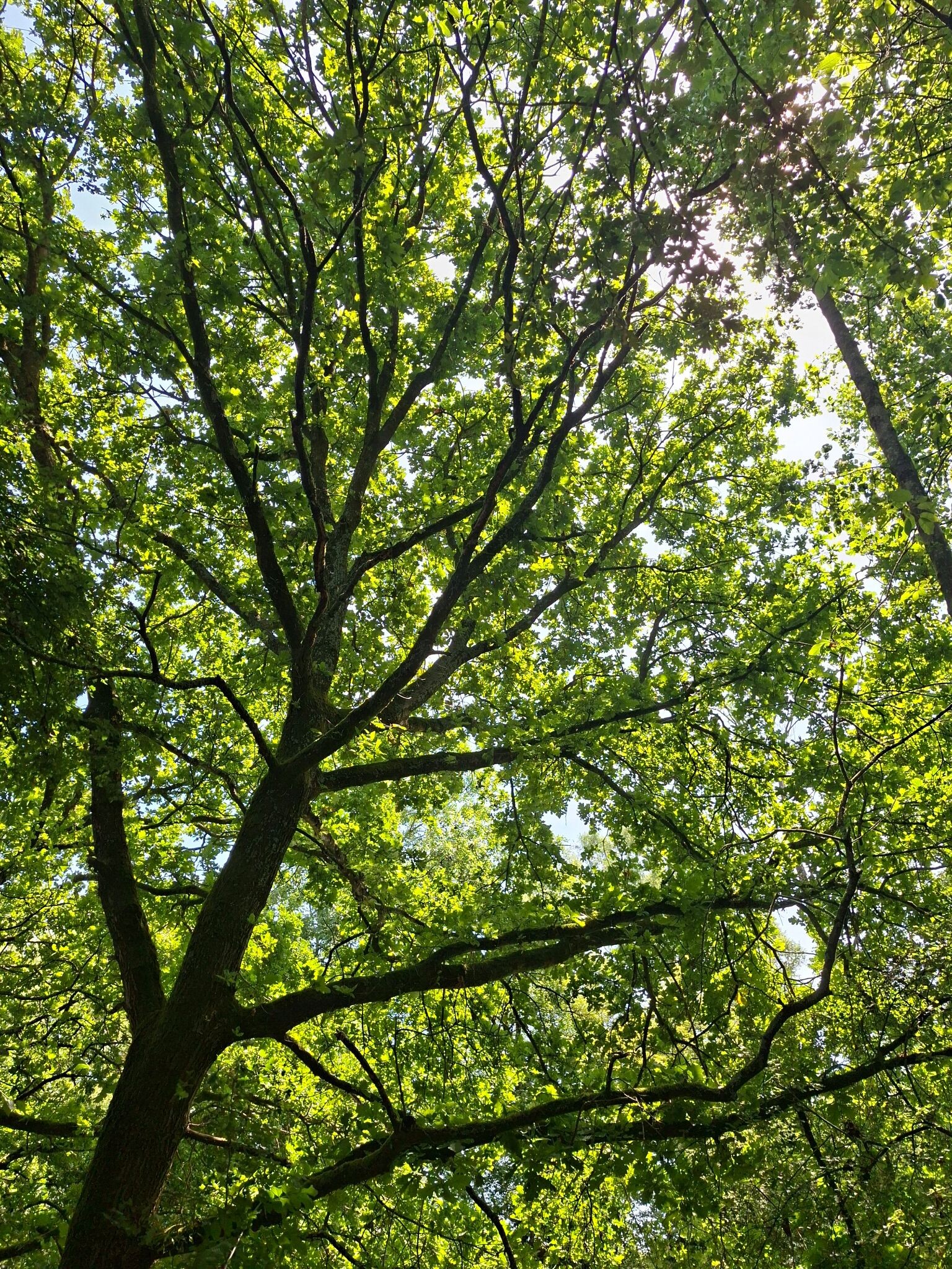 Windesheim - Blauw