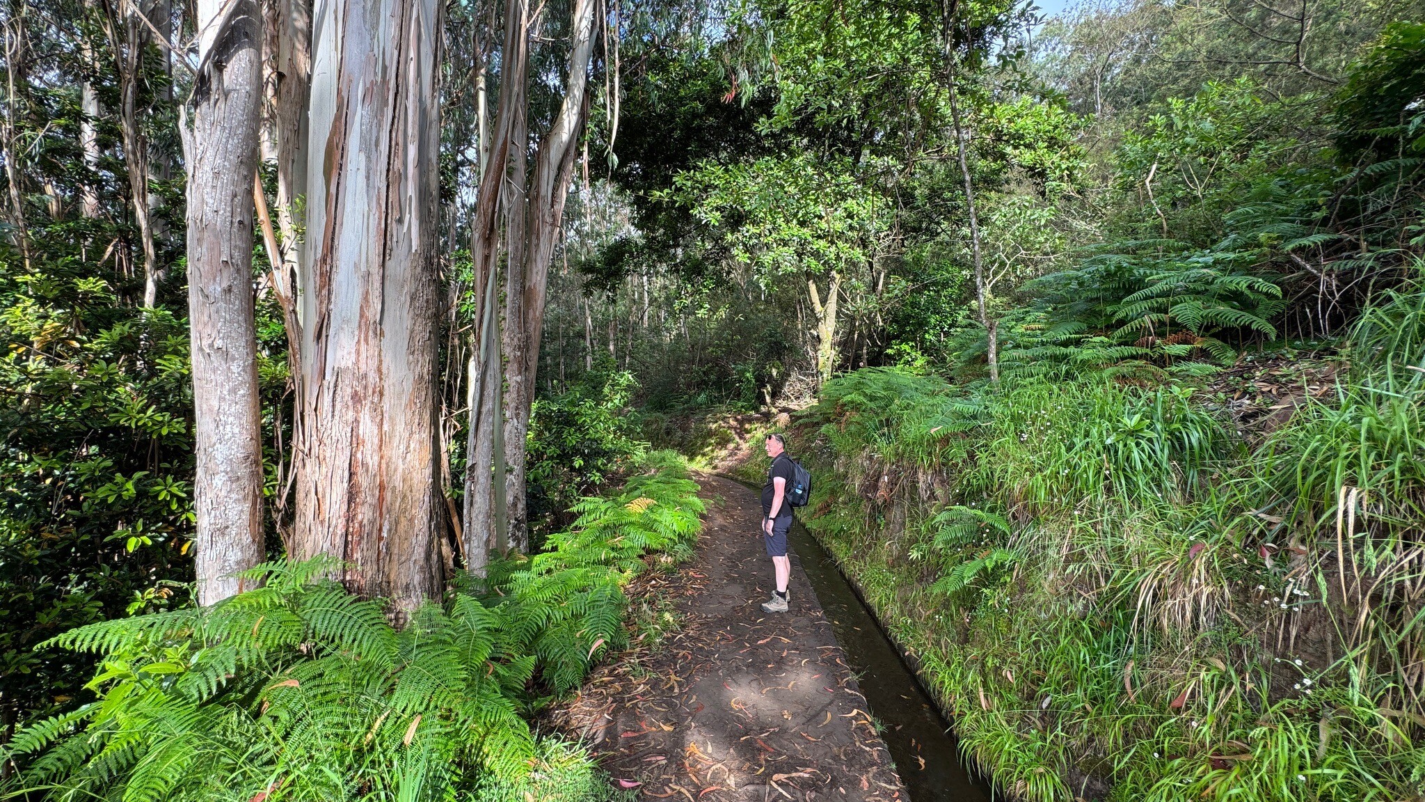 PR 18 - Levada do Rei