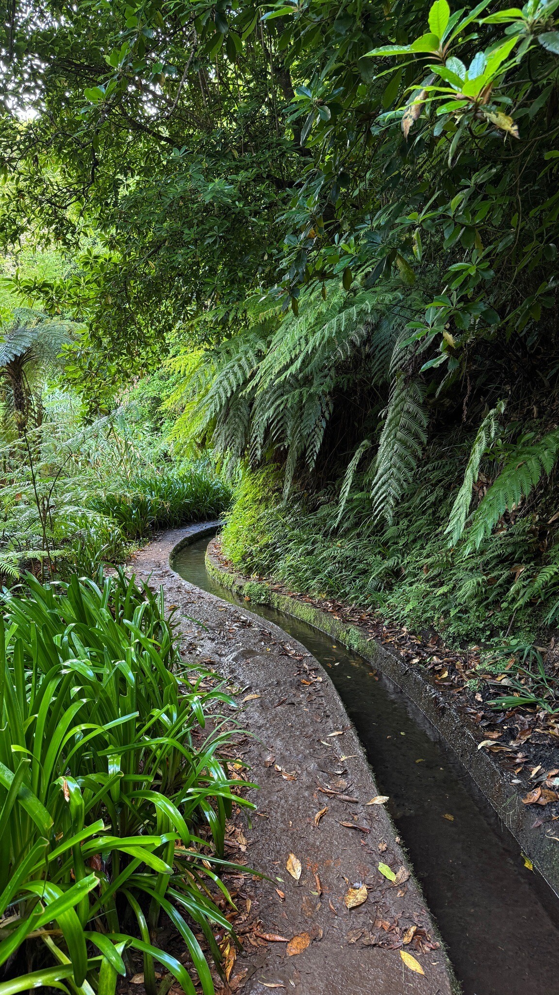 PR 18 - Levada do Rei