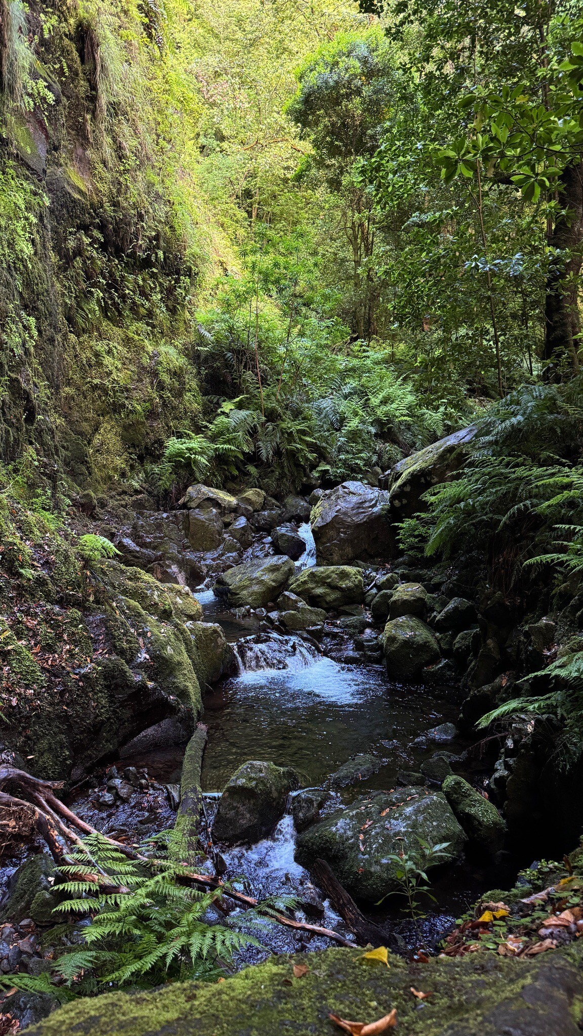 Zona Especial de Conservação da Laurissilva da Madeira