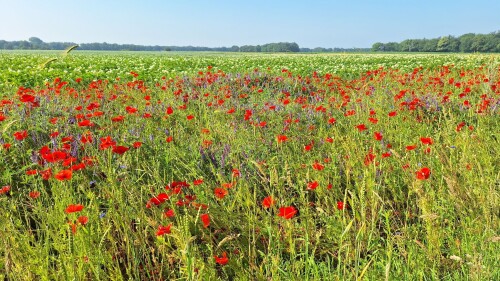 Bosbad Noord-Sleen - Noord-Sleen · Cultuurpad Coevorden etappe 15