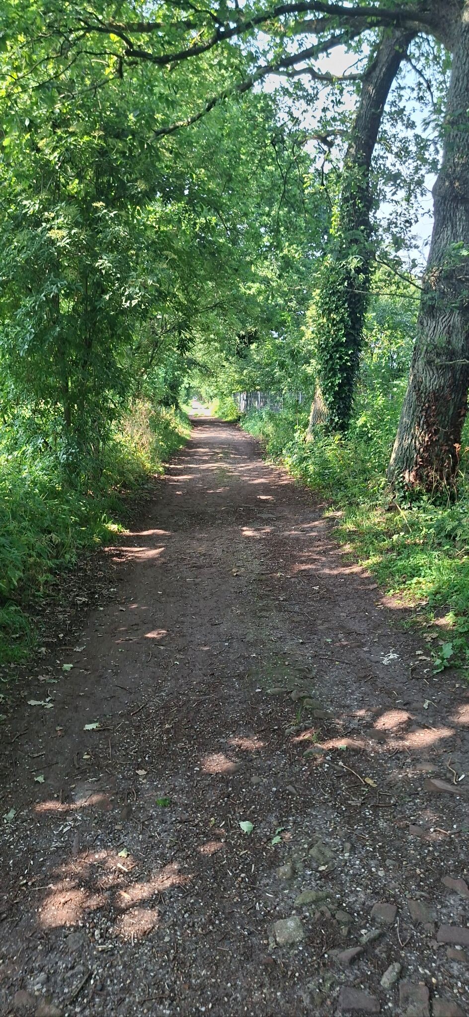 Zonnige wandeling