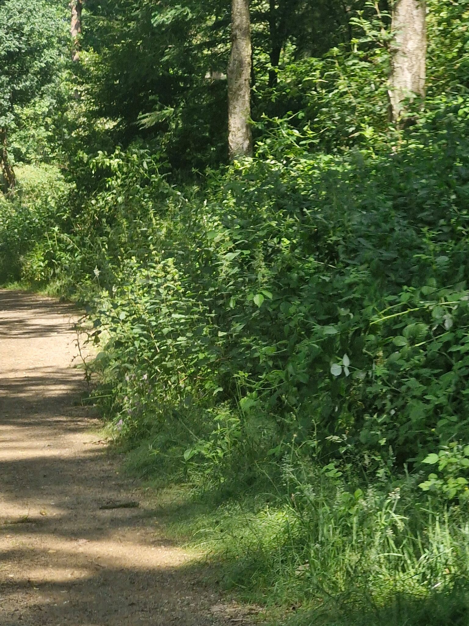 Veluwezoom