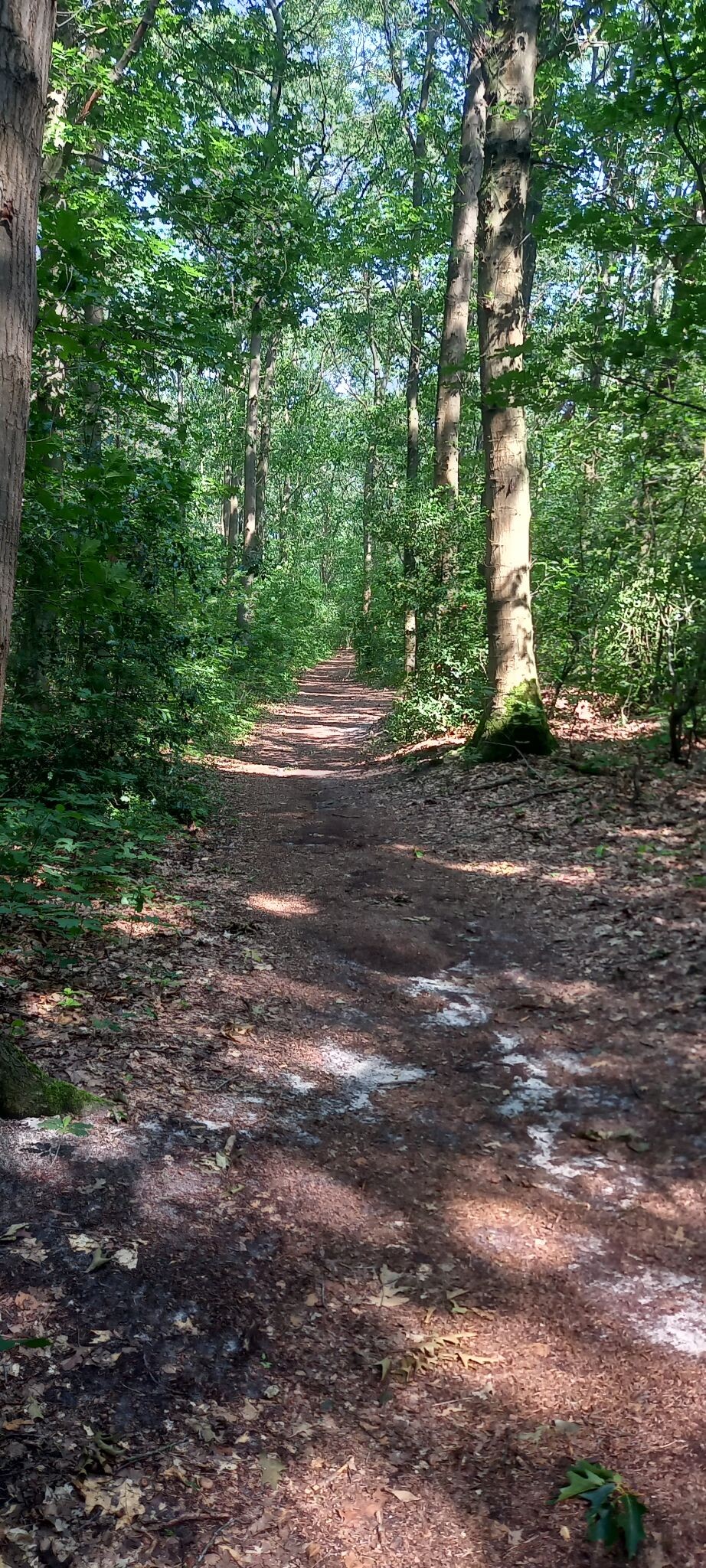 Wandelroute Bosberg