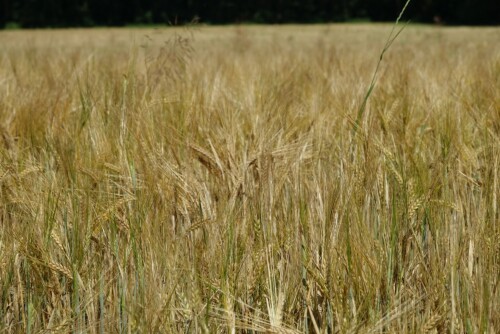 Naarder Engroute (rood)