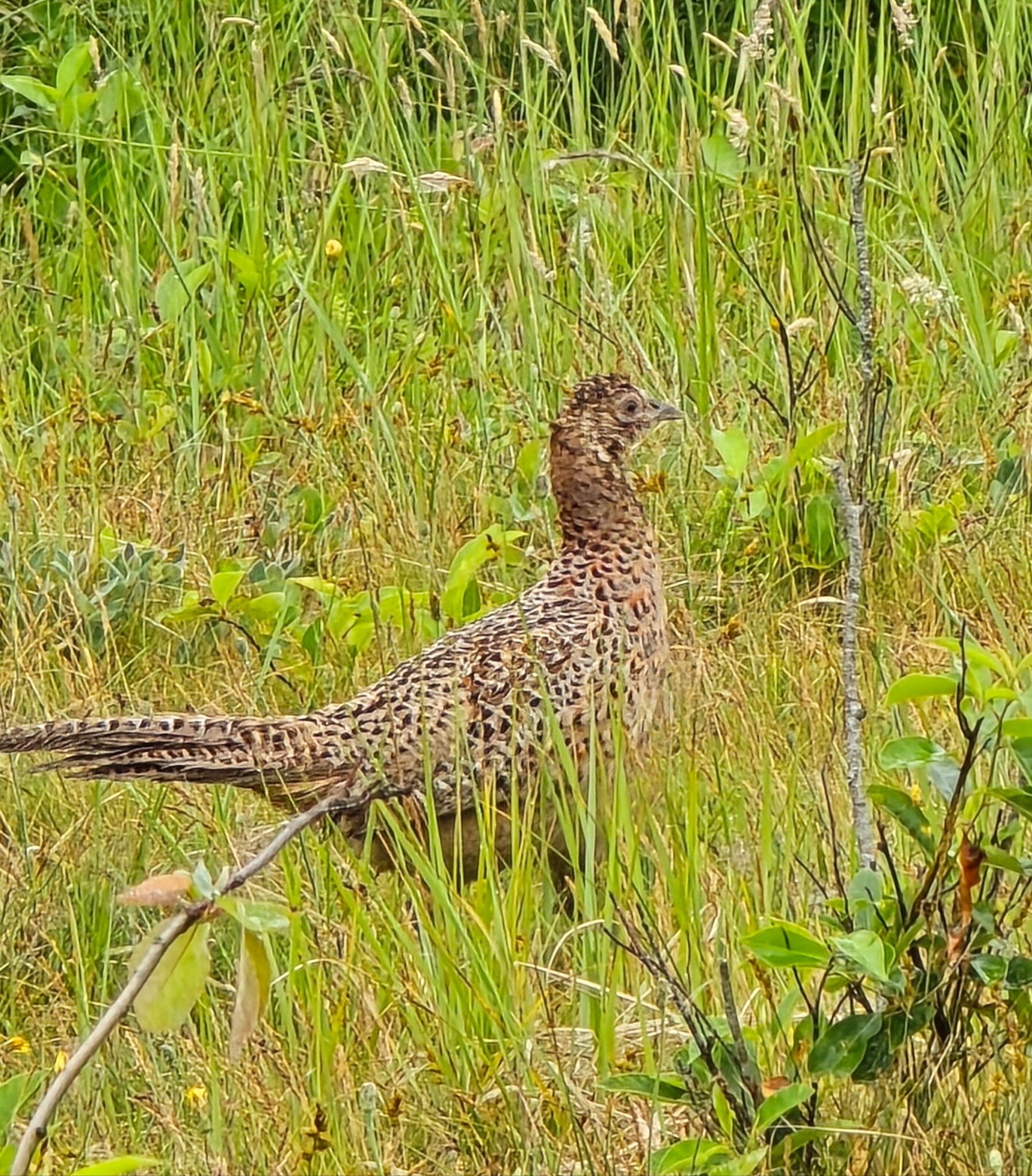 Wandelroute Hagedoornveld