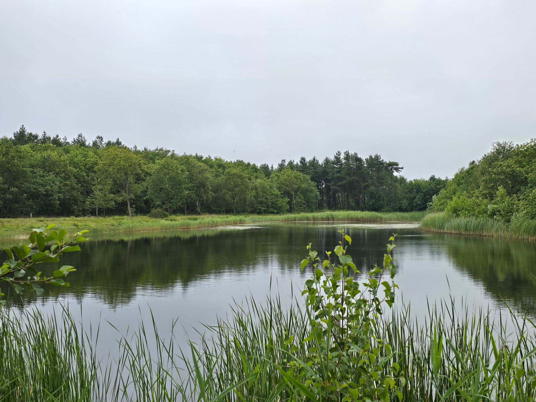 Boswachterspad Roosduinen en Landweerdijk