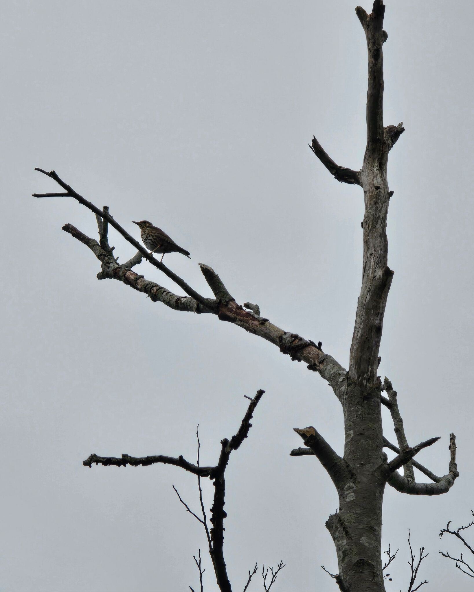 Boswachterspad Roosduinen en Landweerdijk