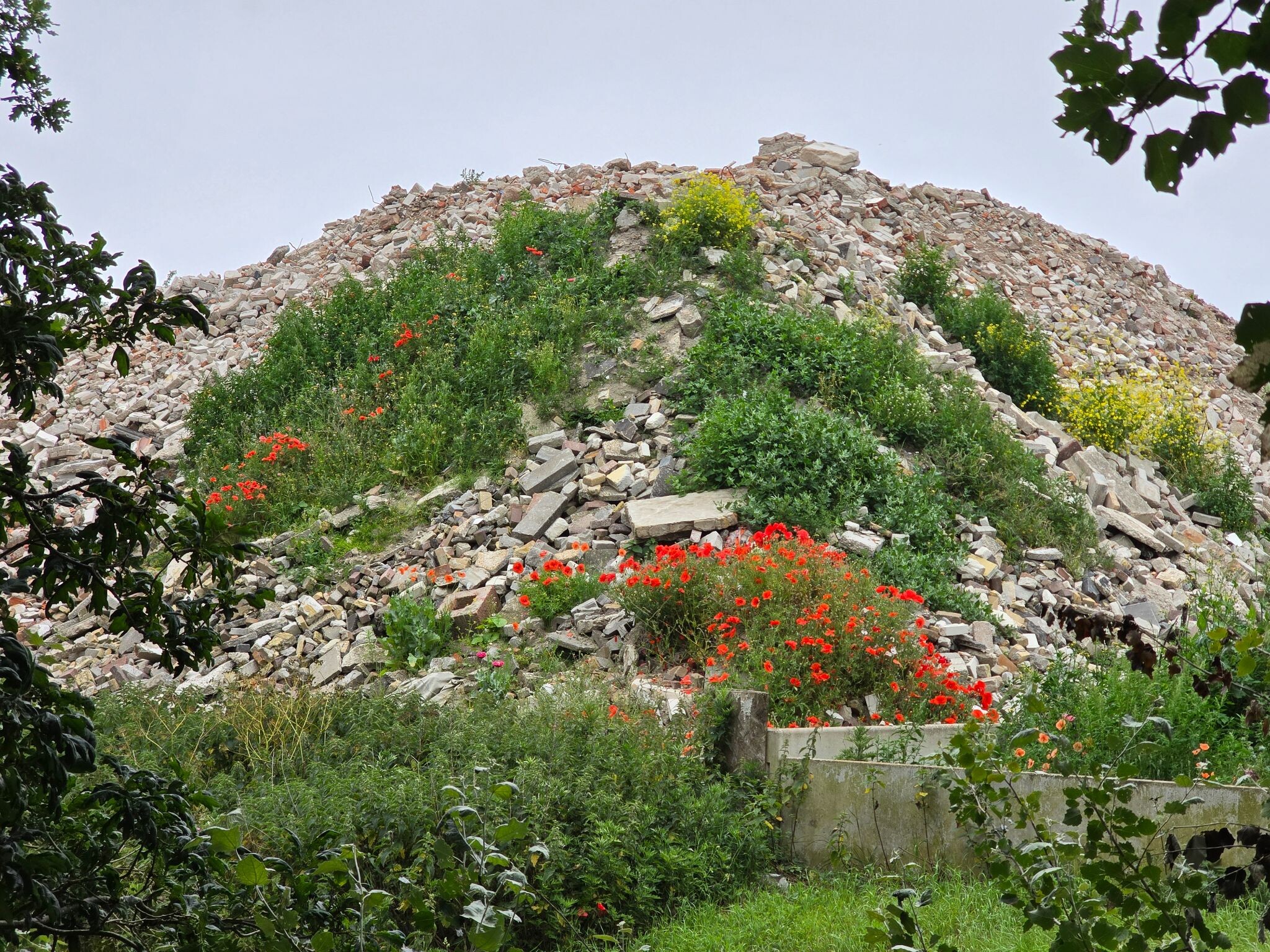 Boswachterspad Roosduinen en Landweerdijk