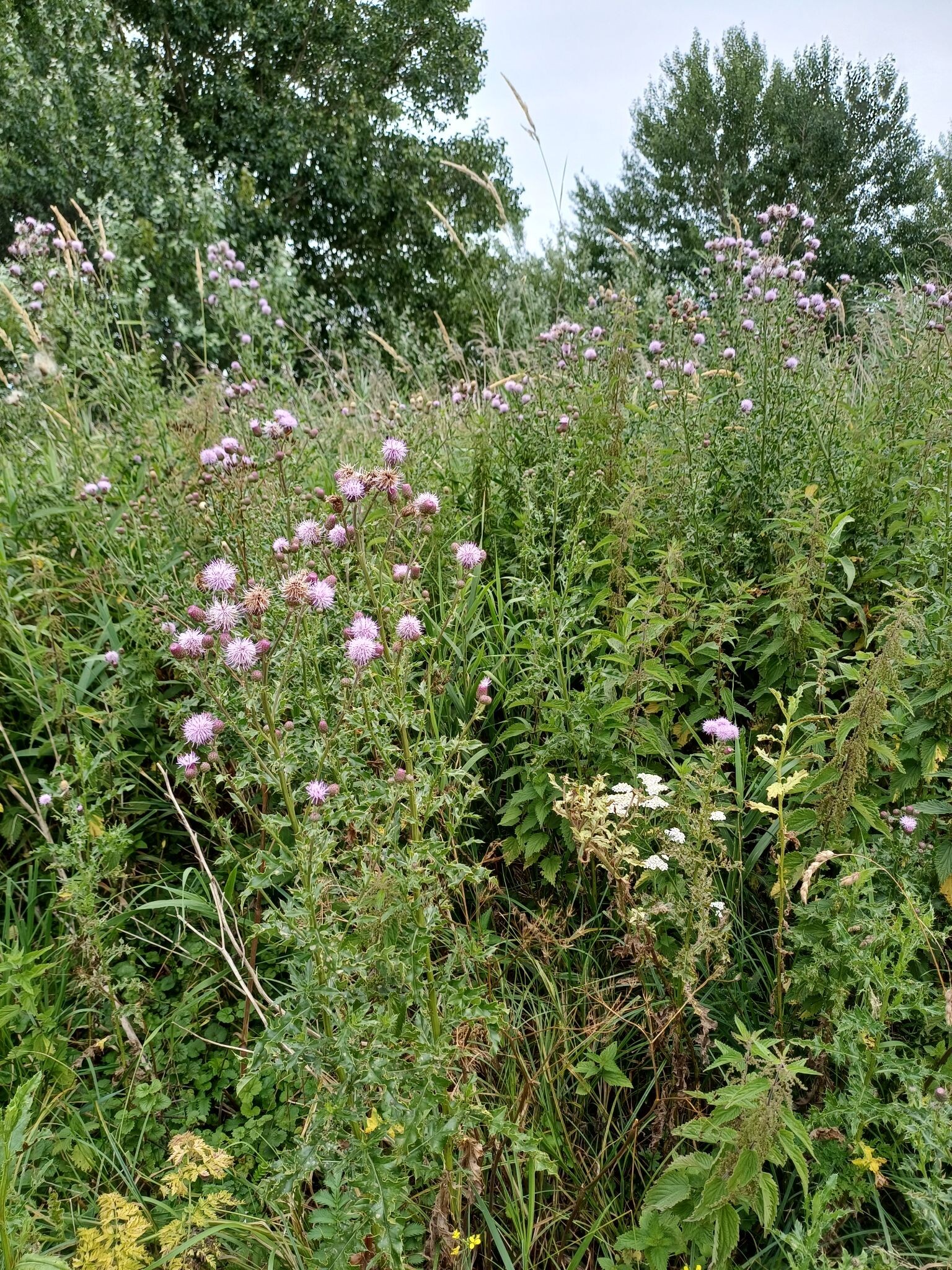 Pauzewandeling 3
