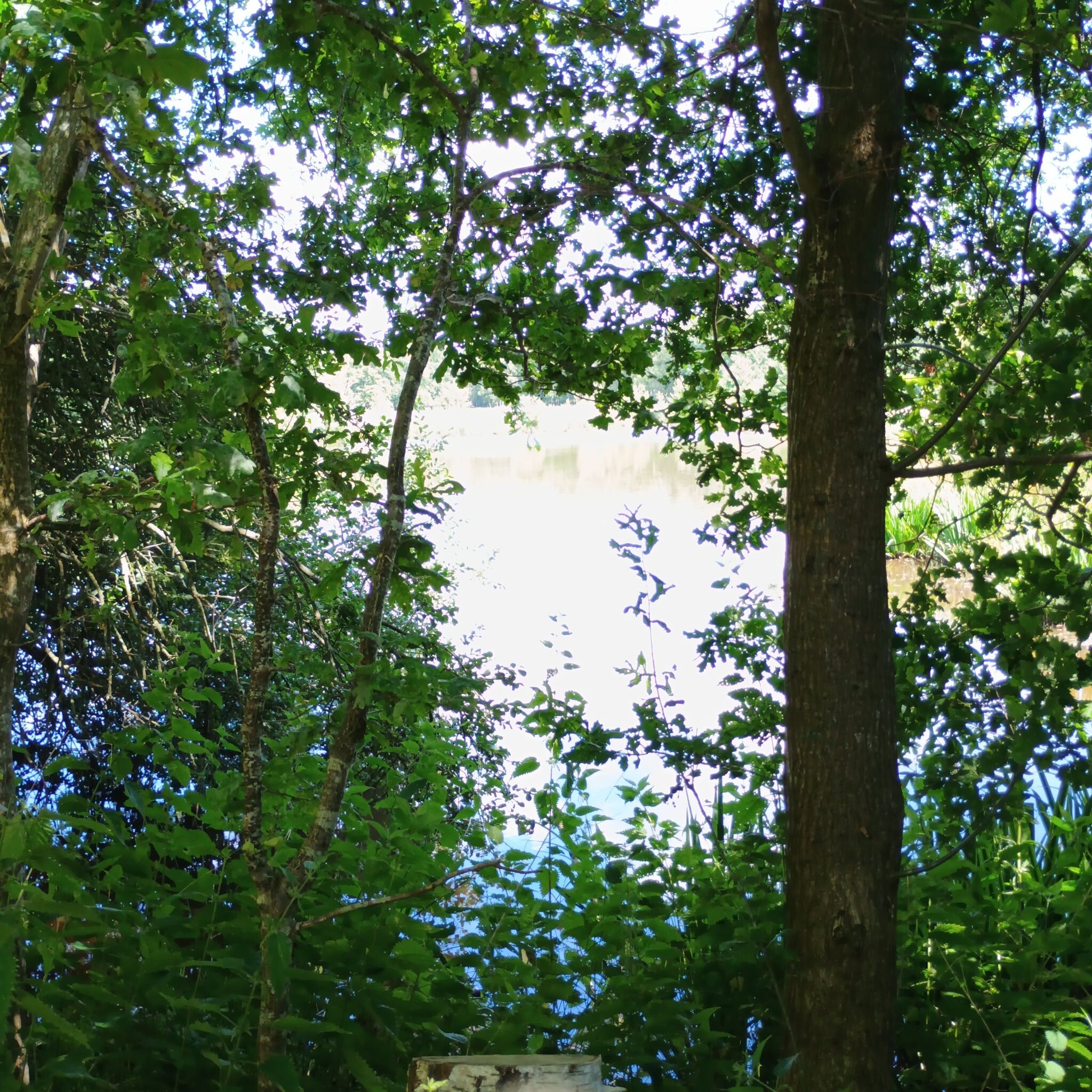 Wandelroute het Witte Veen