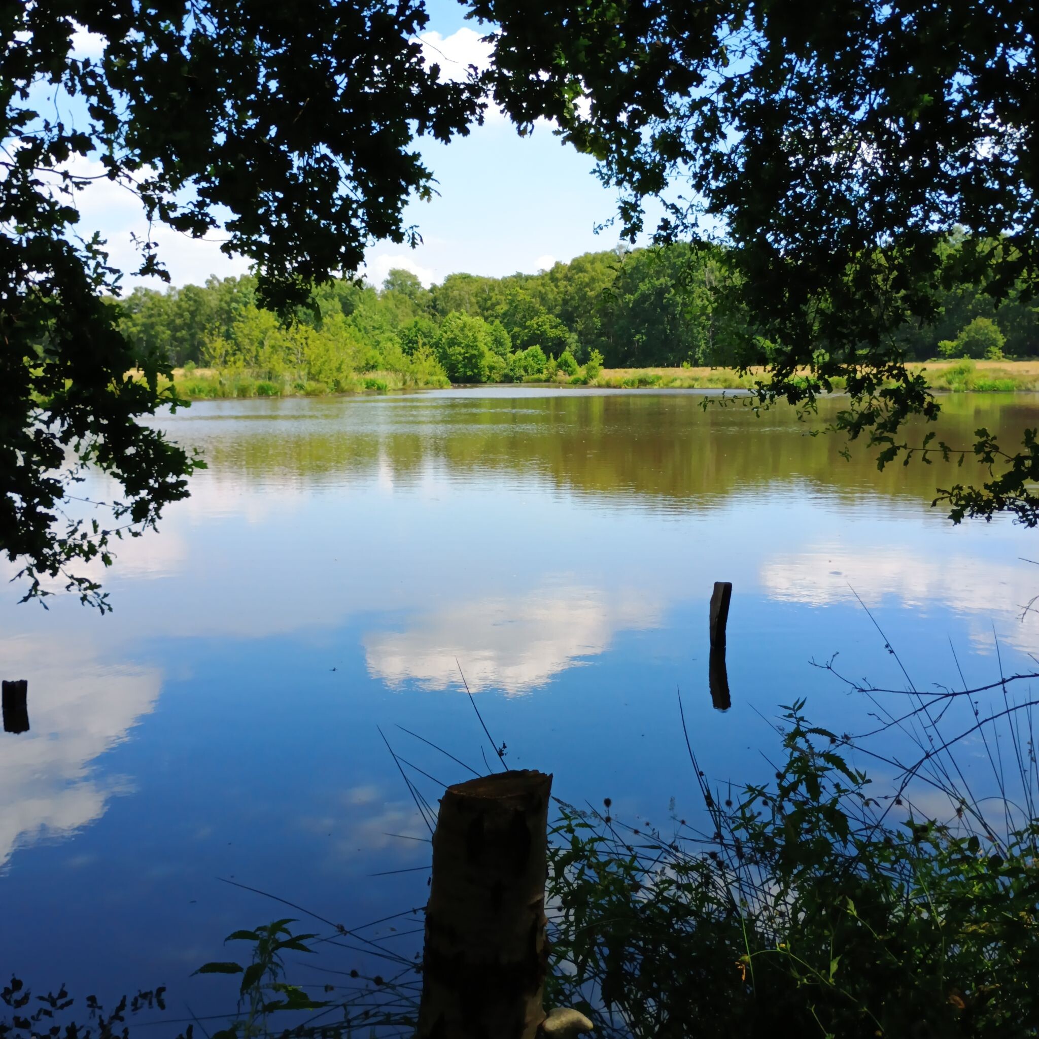 Wandelroute het Witte Veen