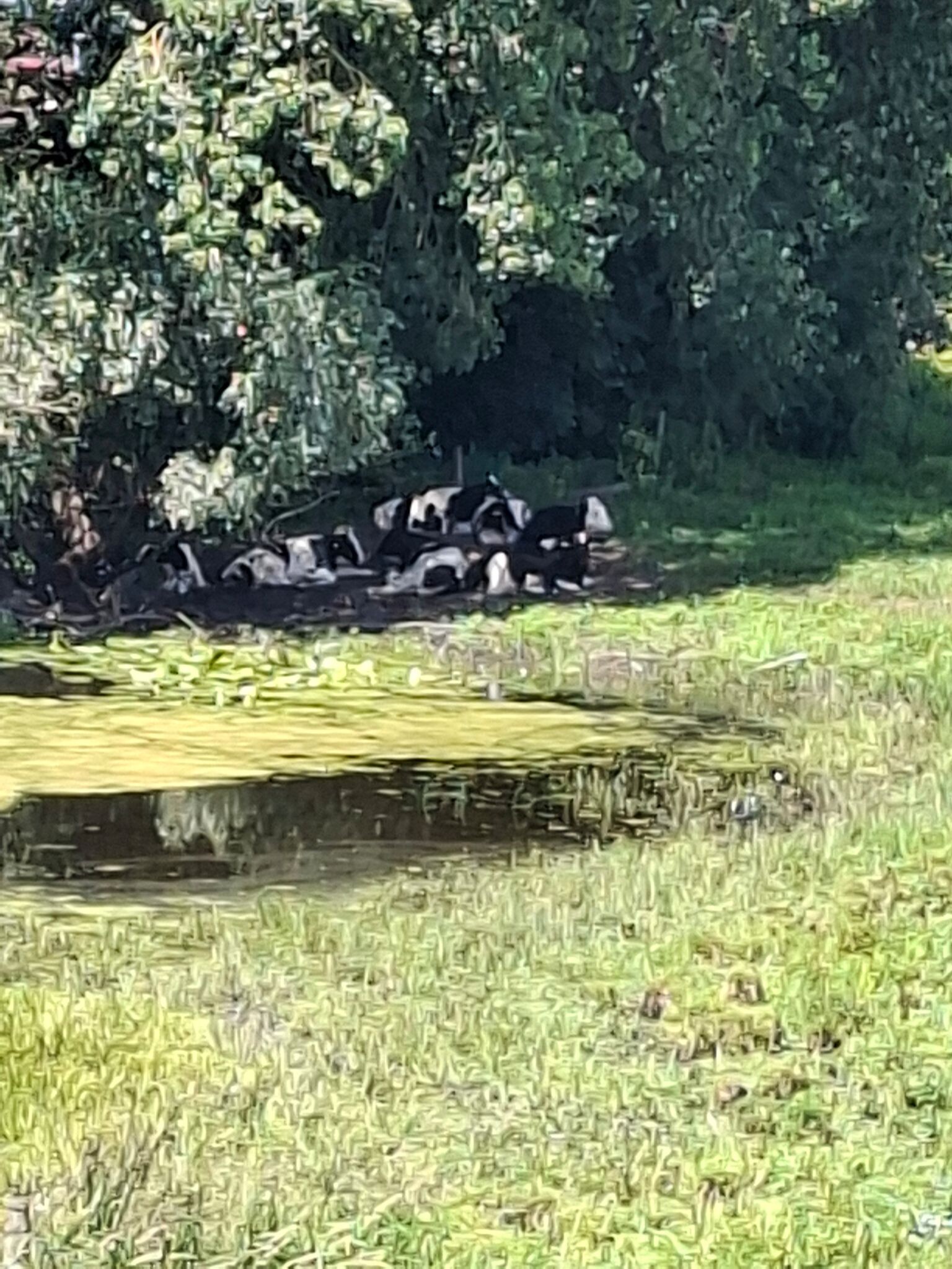 Foto van opname