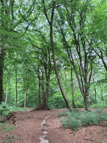 Galgenbergweg