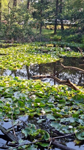 Oisterwijk - Biest-Houtakker · Roots Natuurpad etappe 31