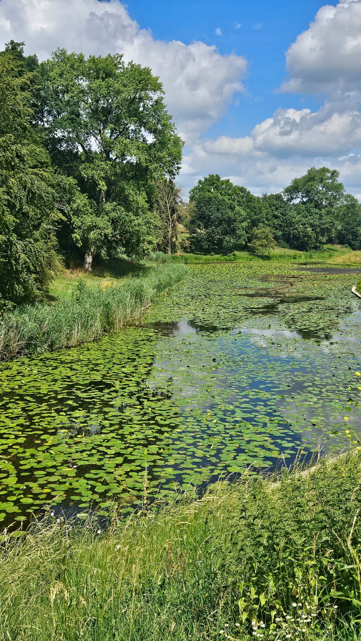 Heerlijke hollandse wandeling, rivier, hazen, waterlelies, zwanen en fort vuren
