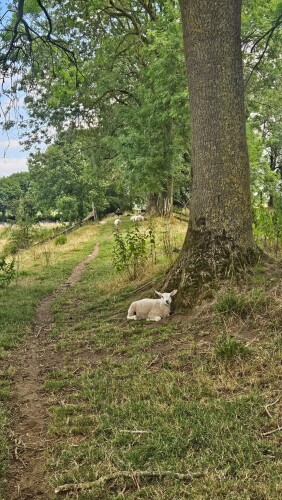 VurenschePolderpad Vuren